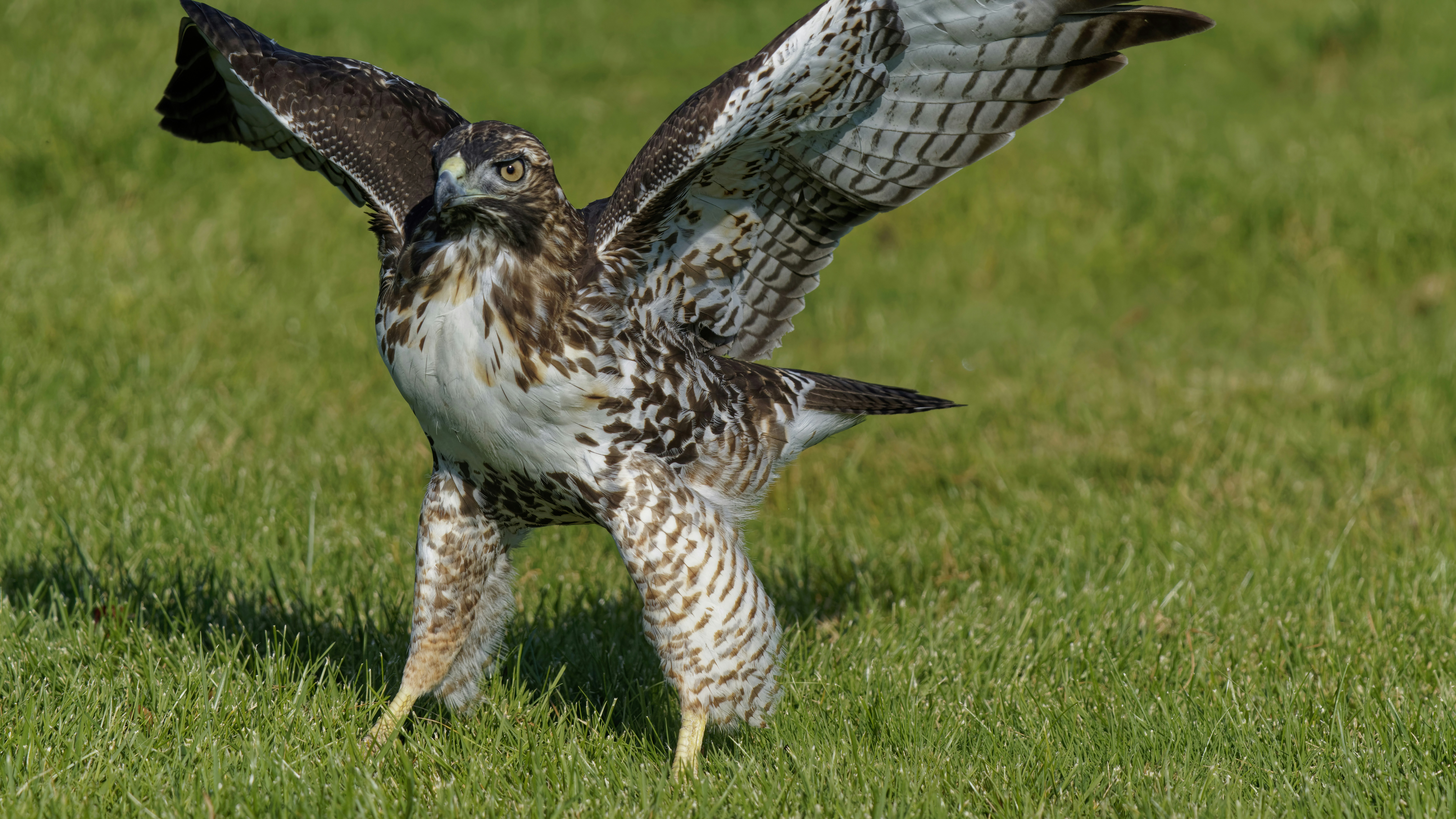 A hawk displays its wings on green grass. photo – Free Red tail hawk ...