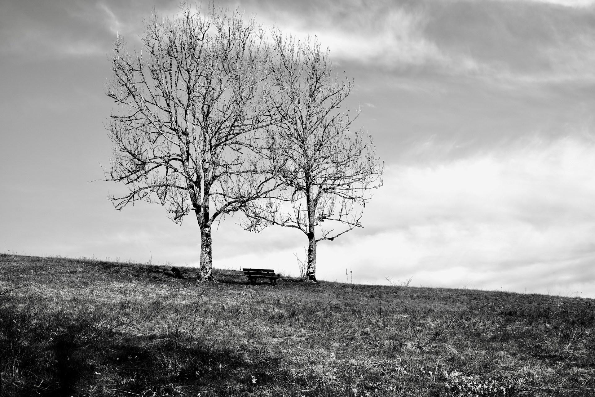 Two bare trees stand on a grassy hillside.