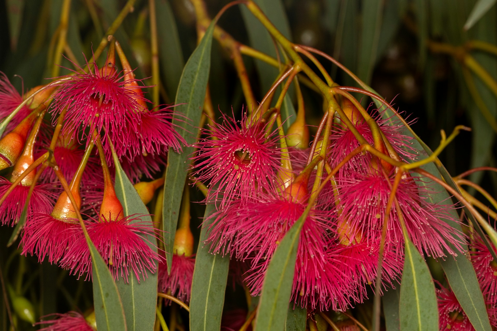 Red eucalyptus flowers bloom among green leaves.