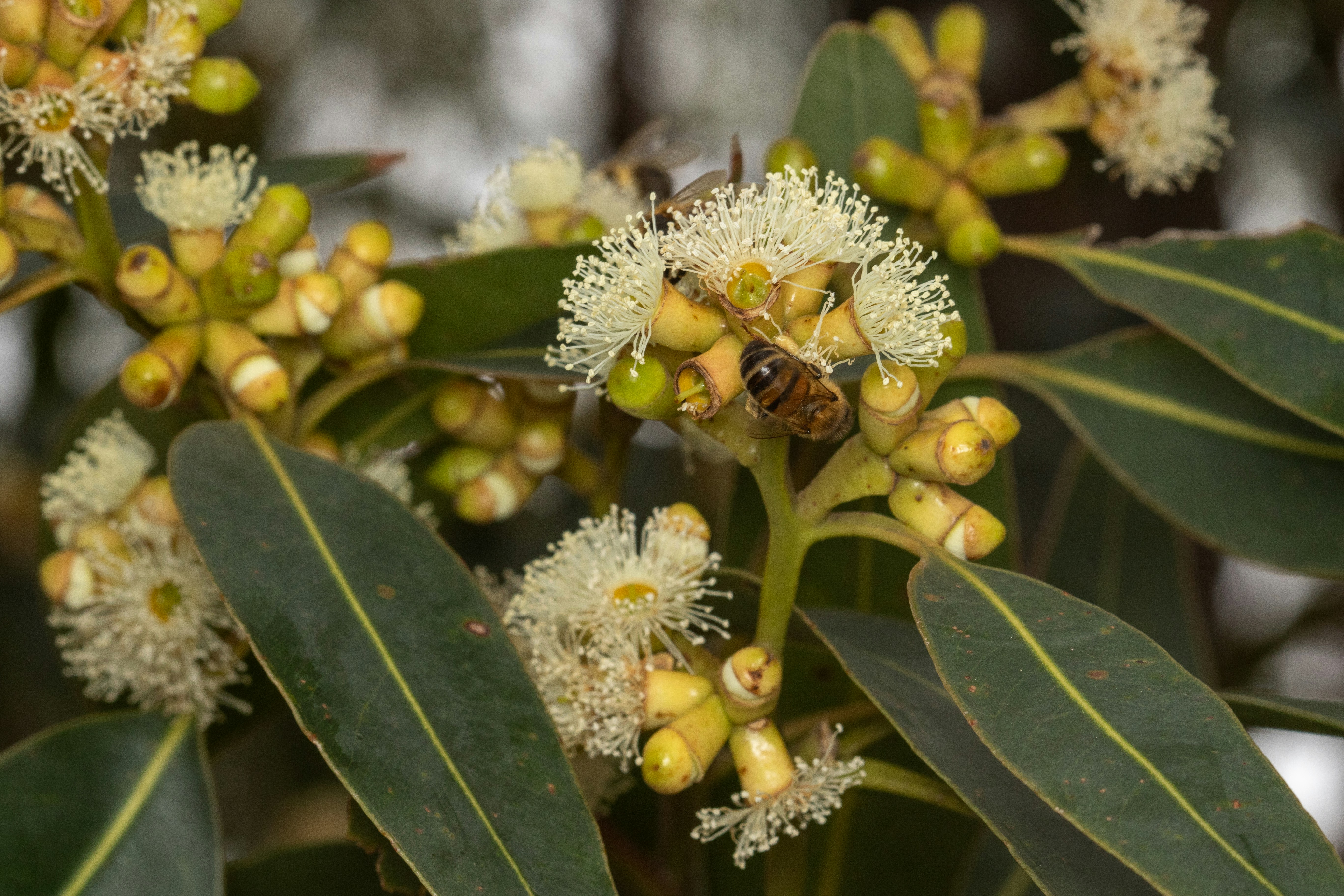 Bees pollinate eucalyptus flowers.
