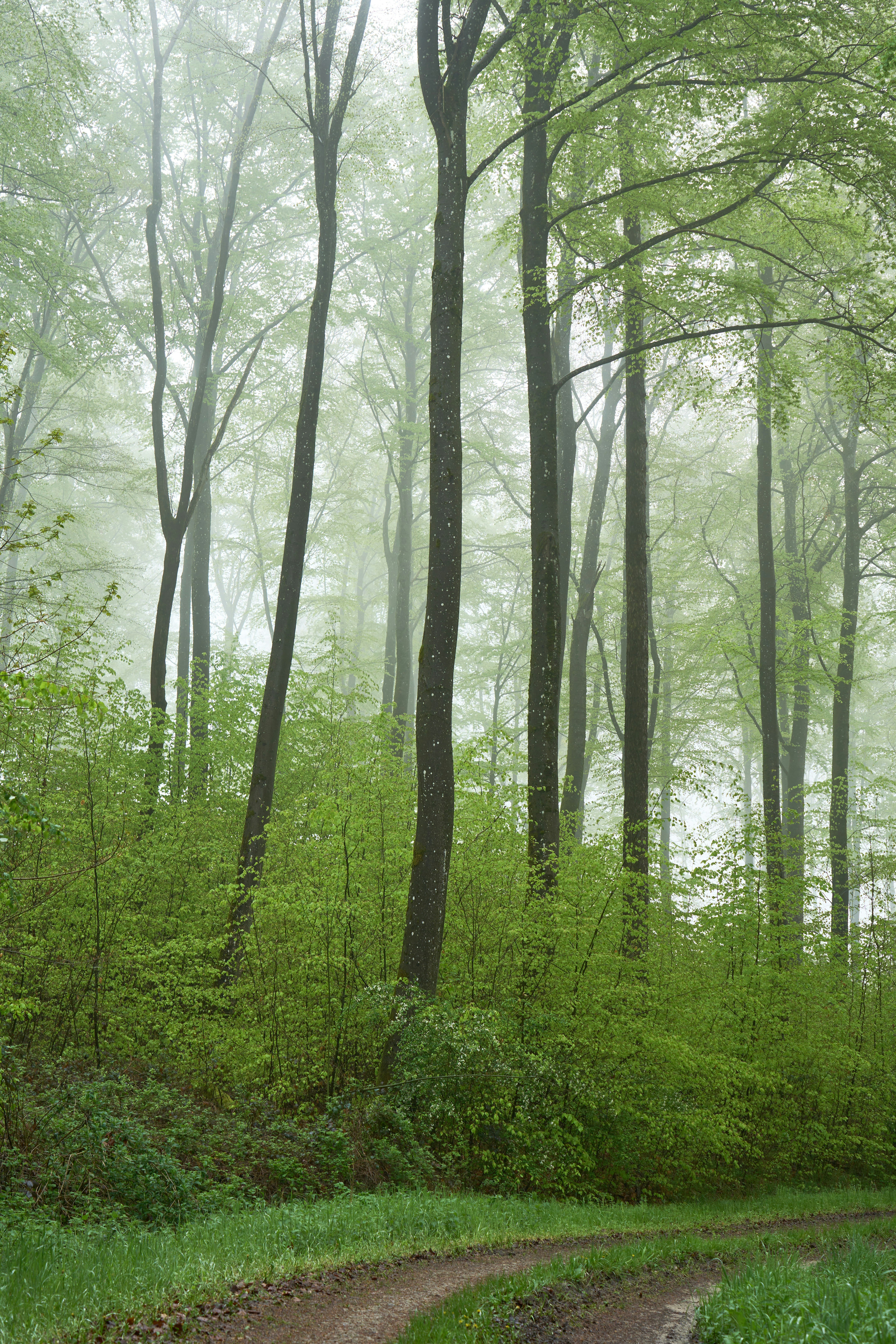 Photo by wolfgang_hasselmann