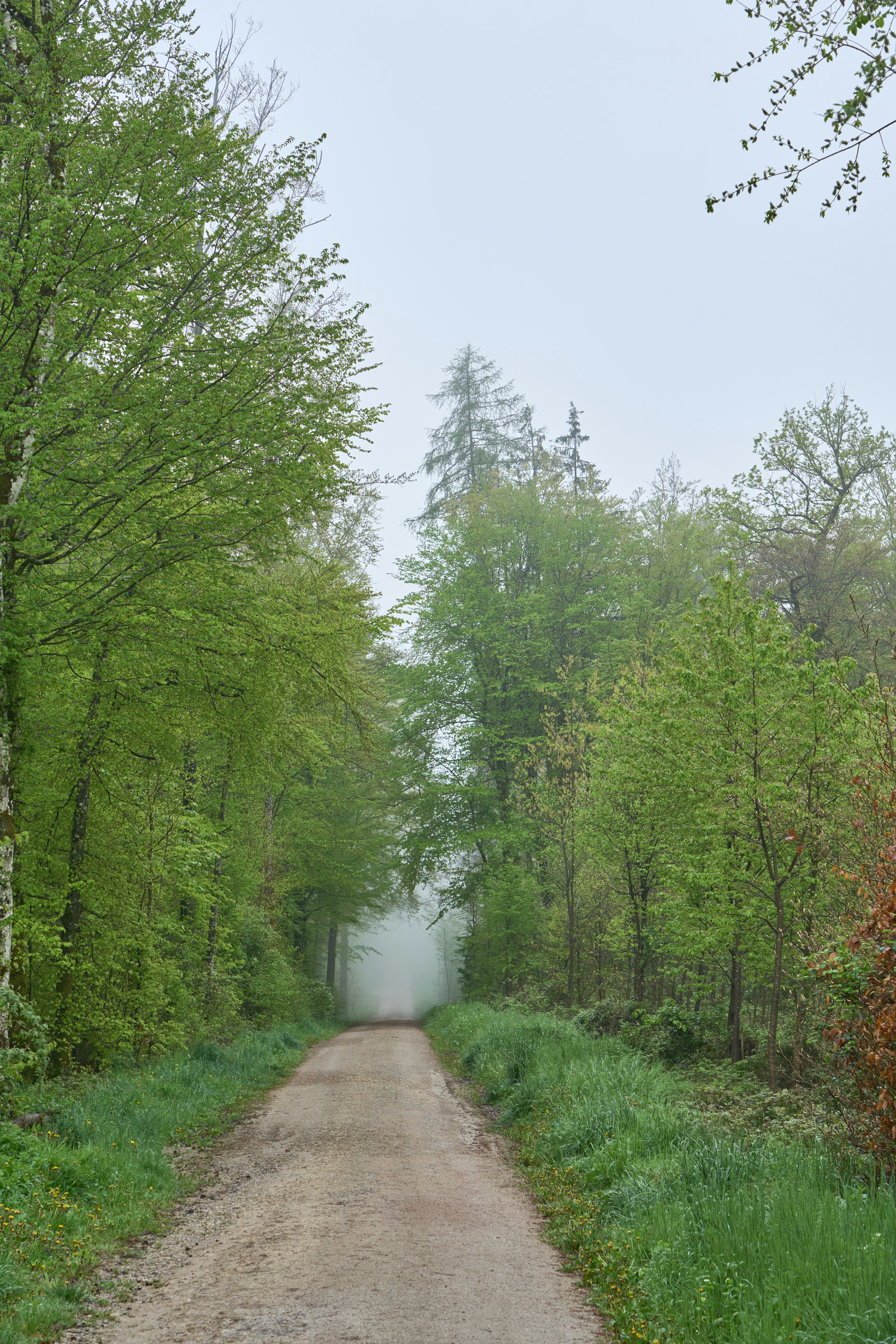 Photo by wolfgang_hasselmann