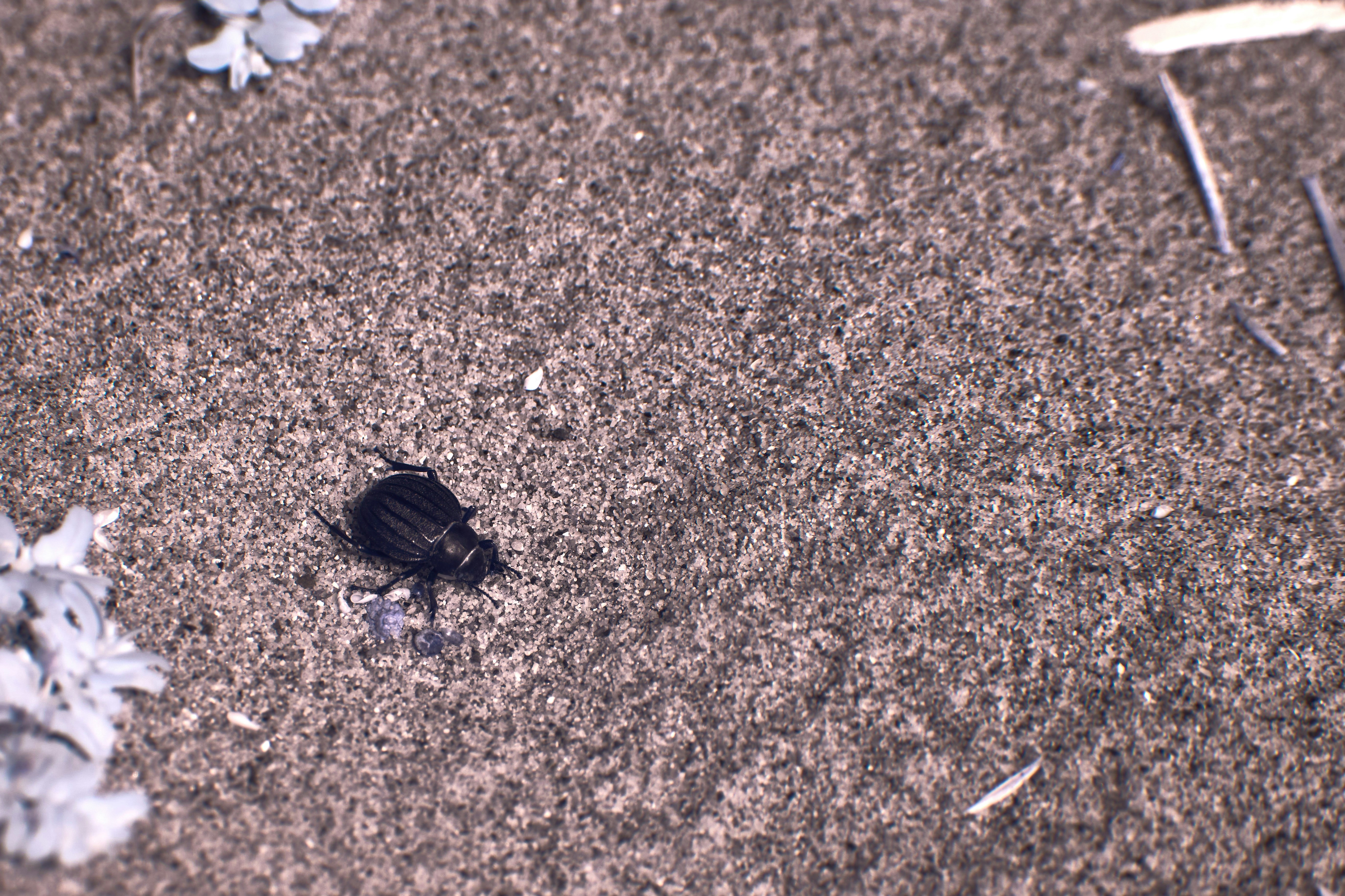 Photo by wolfgang_hasselmann