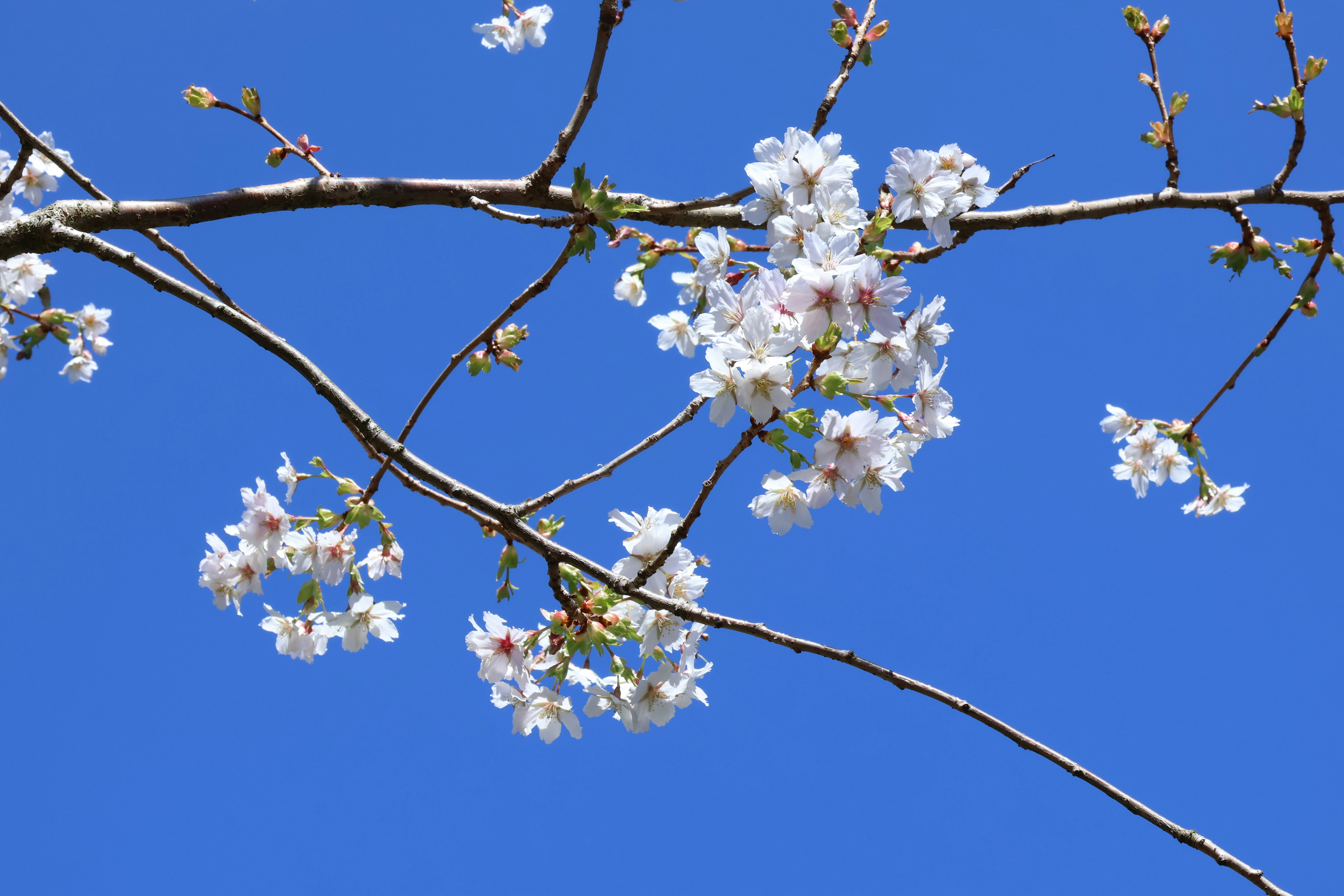 Cherry blossoms bloom brightly against a blue sky.