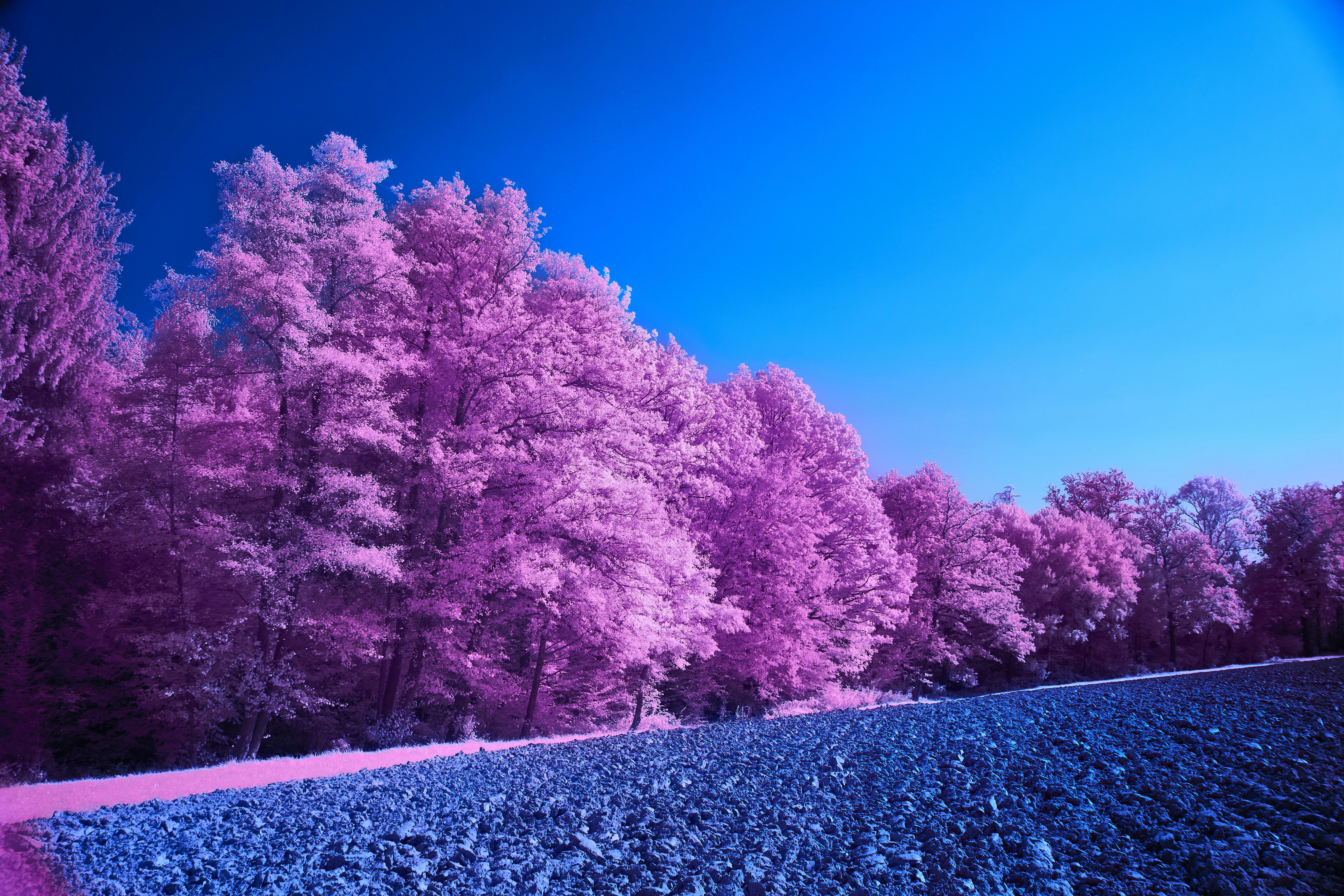 Pink trees stand against a blue sky. photo – Free Flower Image on Unsplash, image size:3000x2000