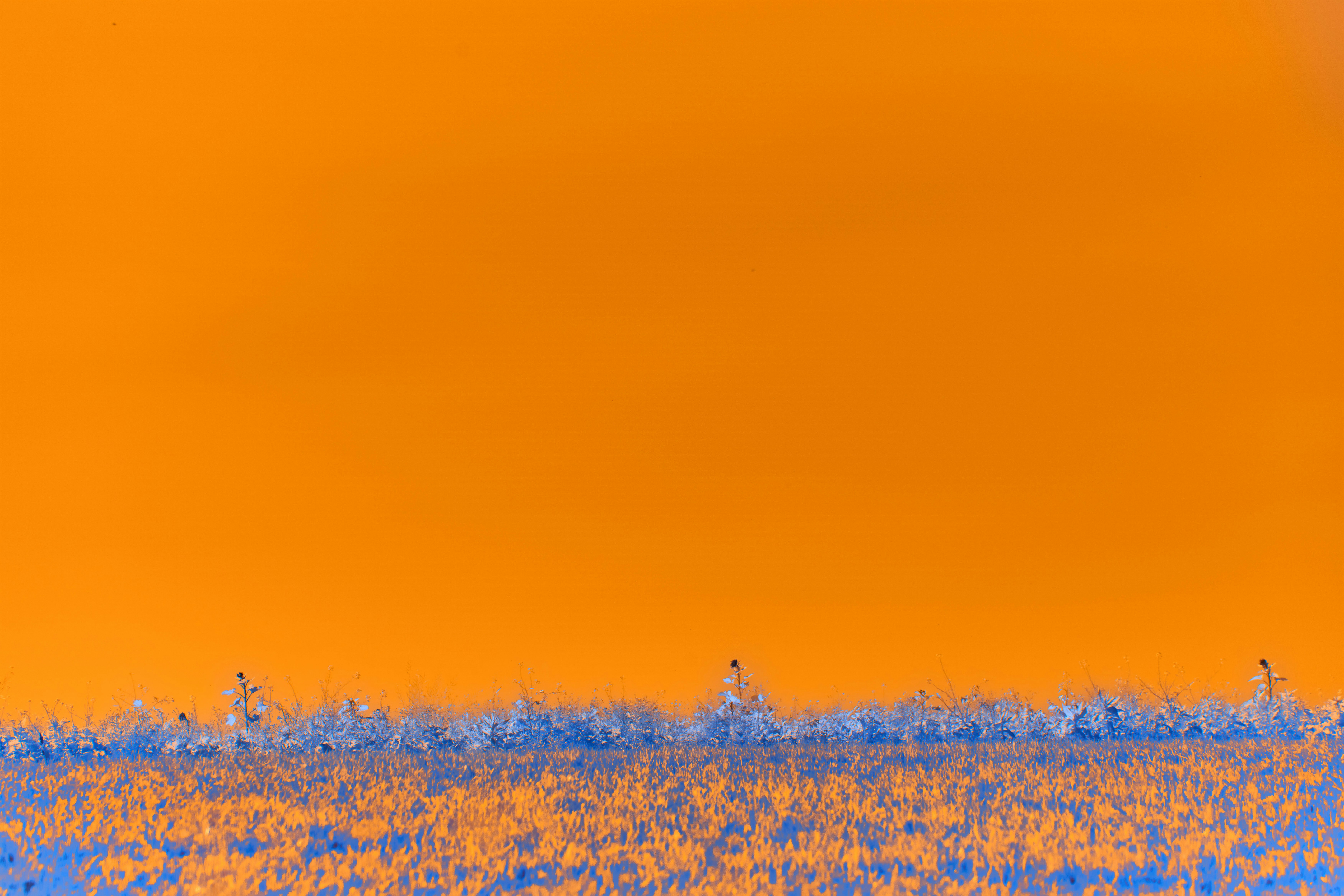 Photo by wolfgang_hasselmann