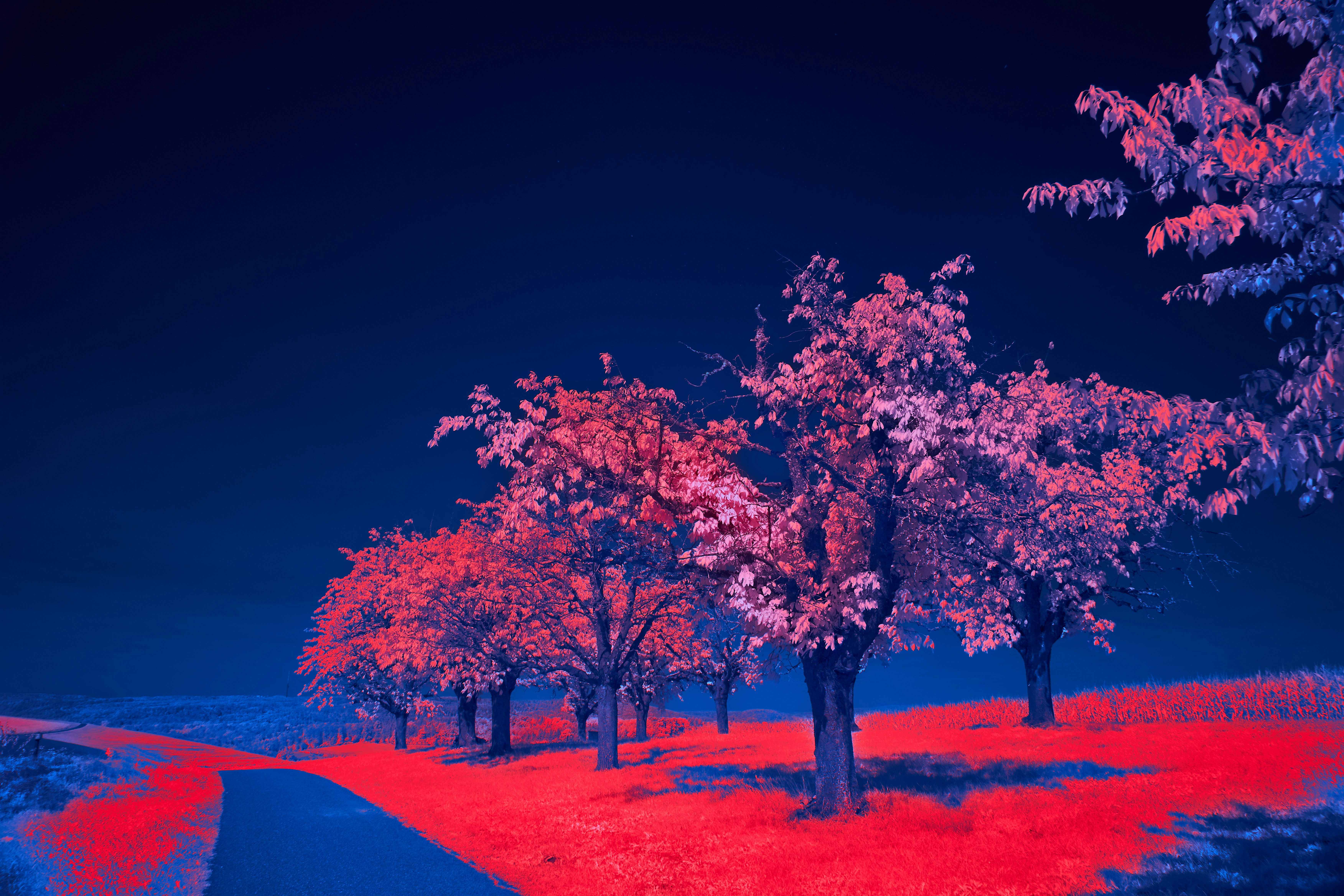 Photo by wolfgang_hasselmann