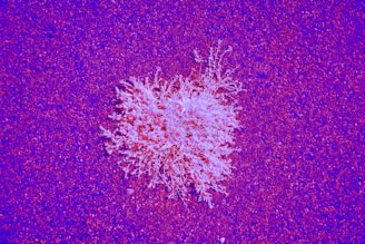 White, branching shape rests on a purple surface.