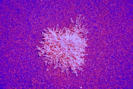 White, branching shape rests on a purple surface.