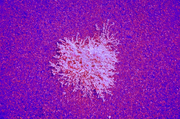White, branching shape rests on a purple surface.