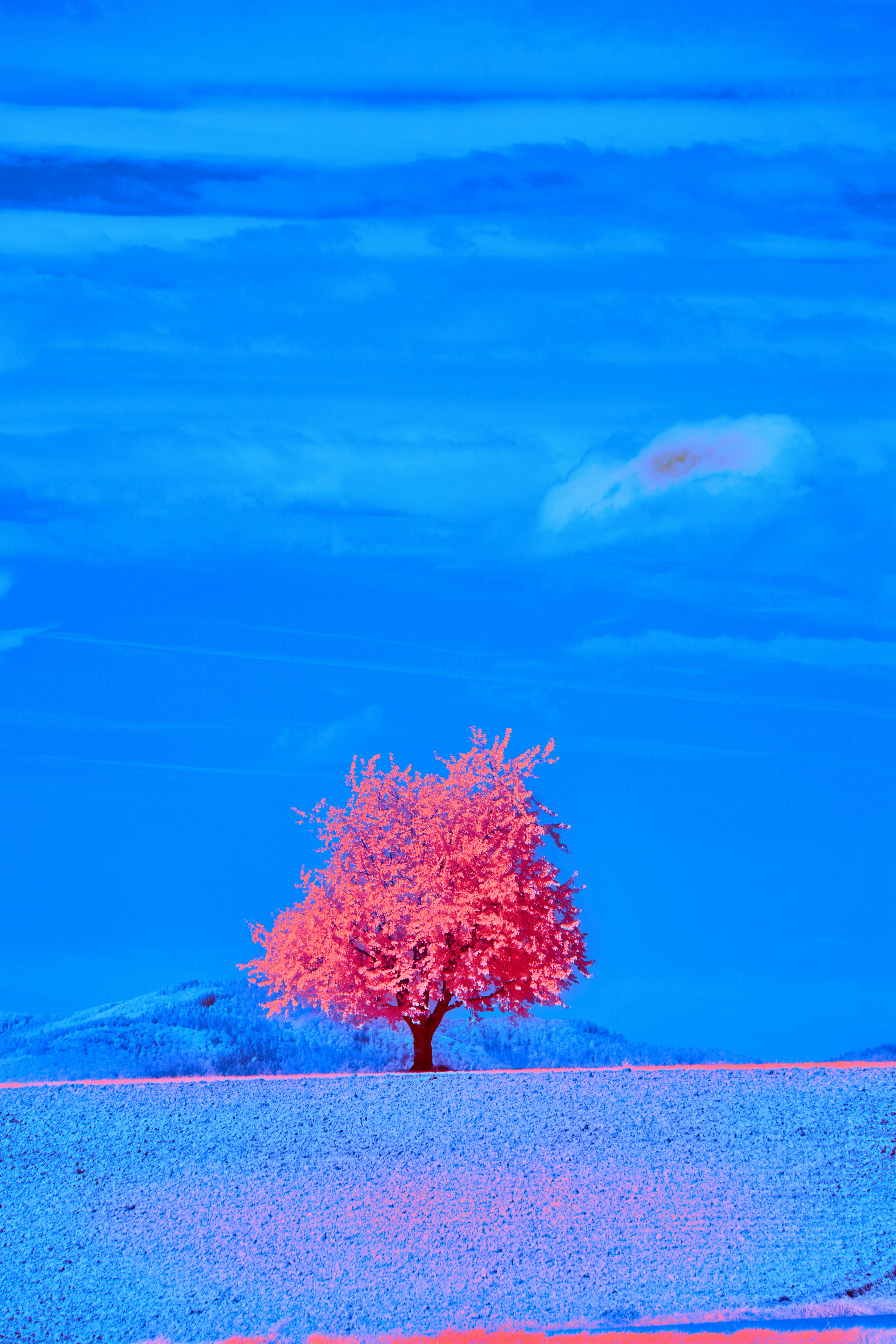 Photo by wolfgang_hasselmann