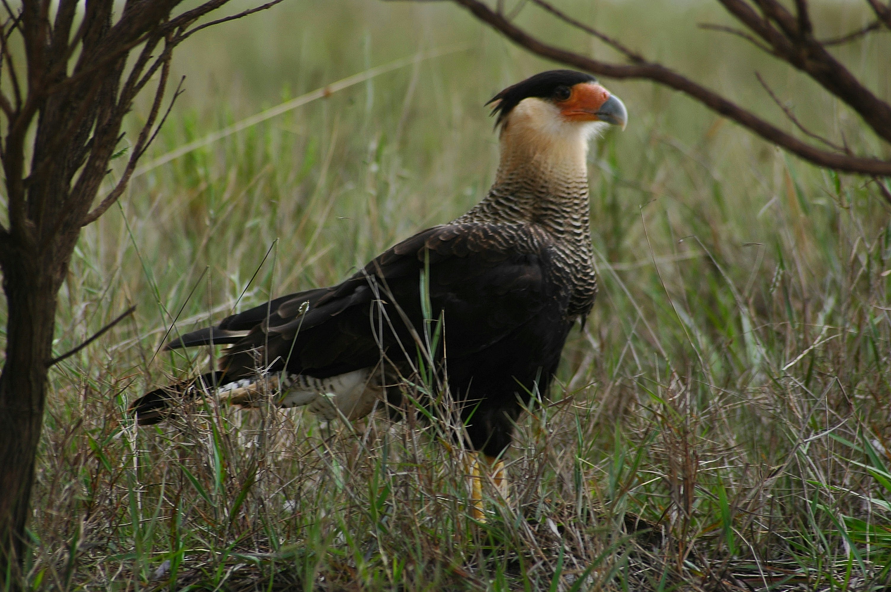 Photo by daviroballo