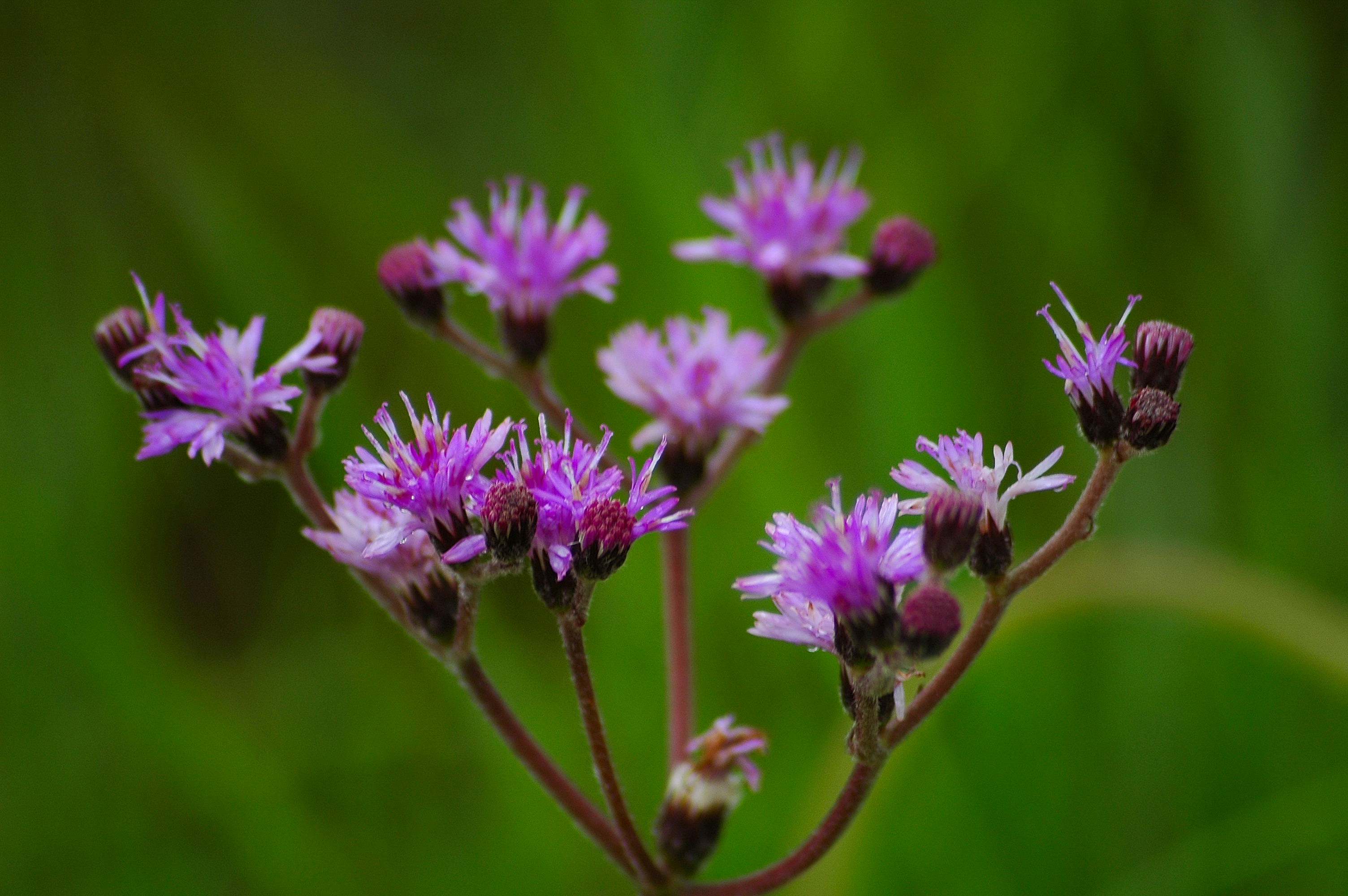 Photo by daviroballo