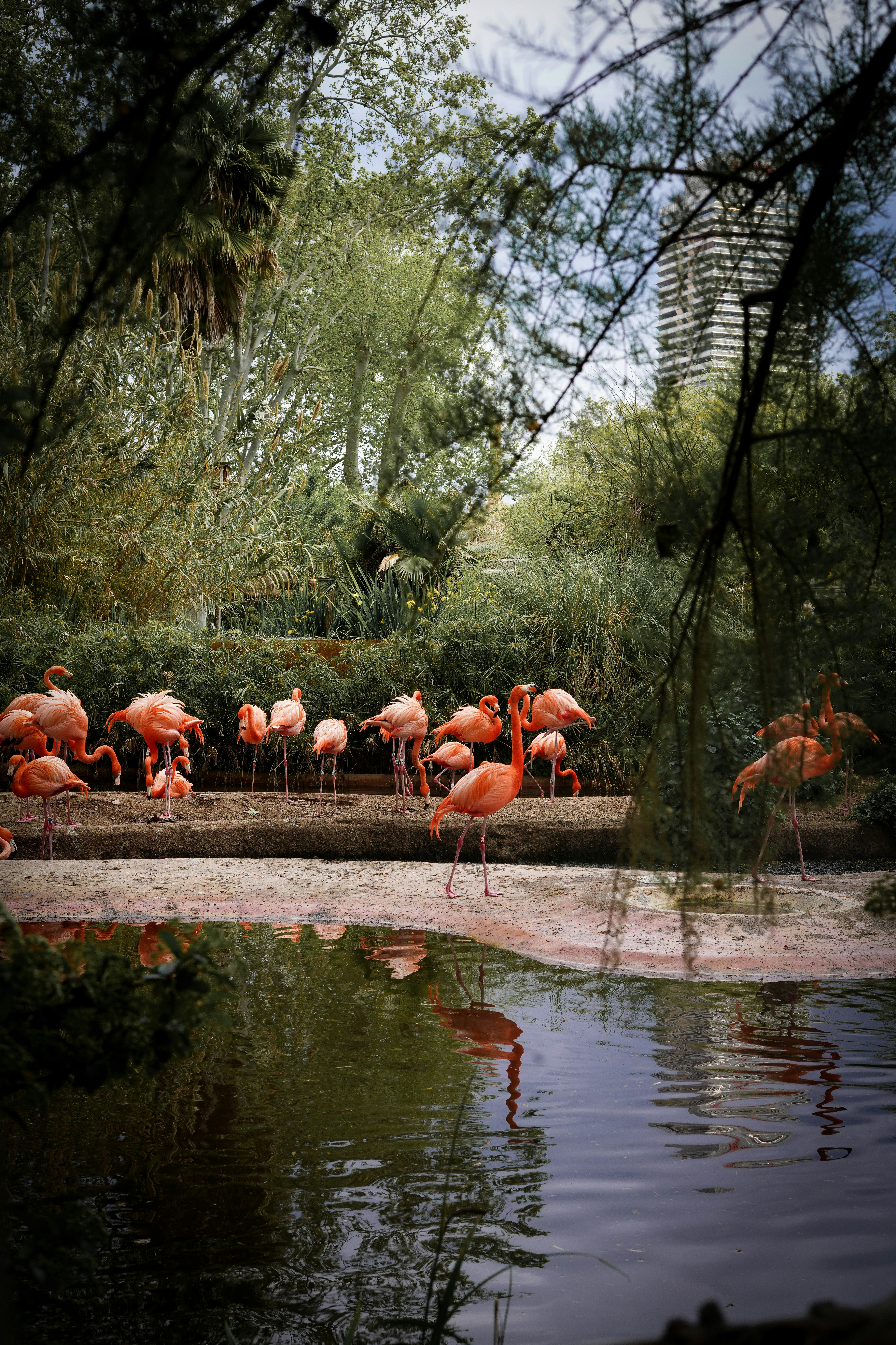 Flamingos stand near water in a beautiful park.