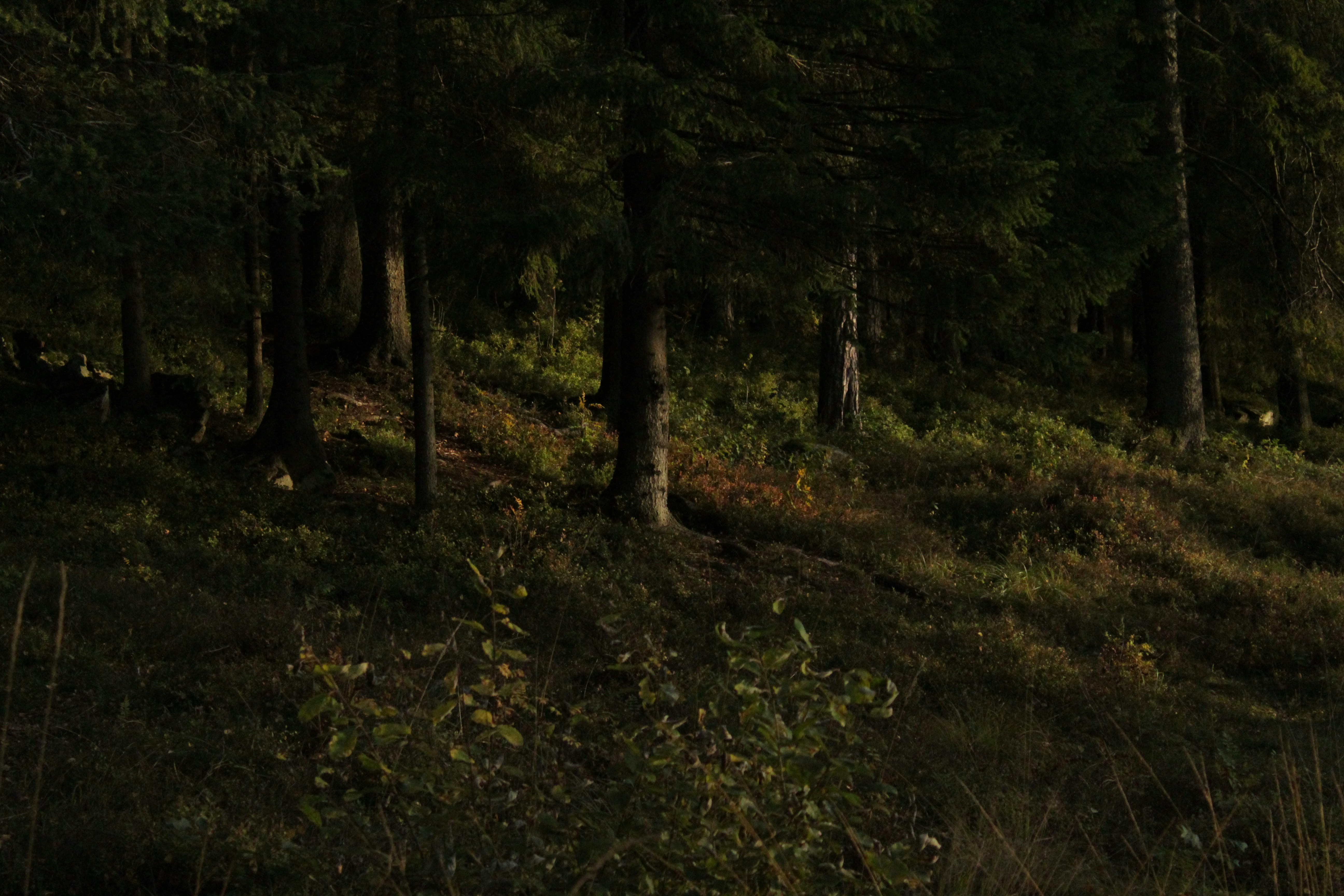 Photo by amirarsalan93