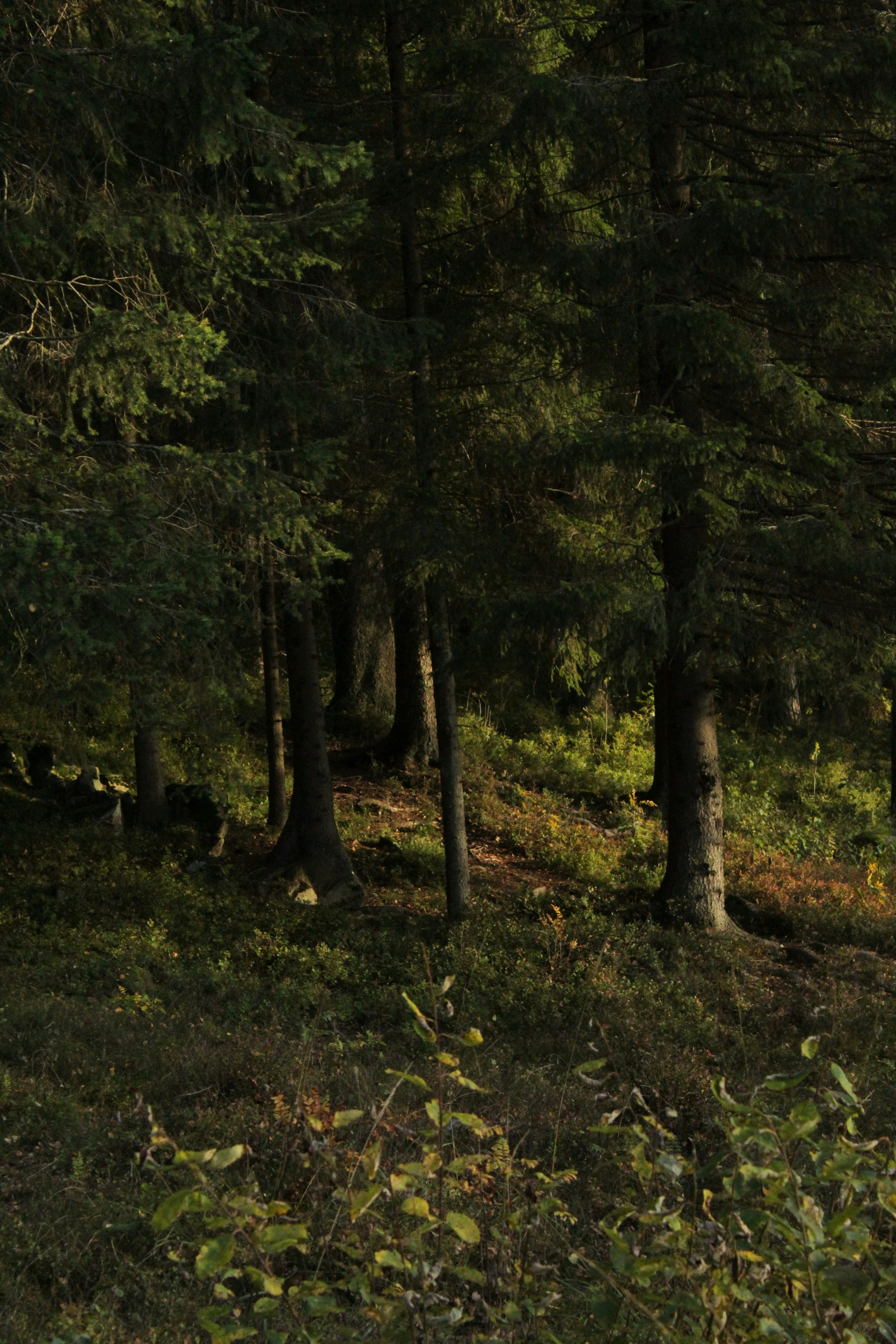 Photo by amirarsalan93