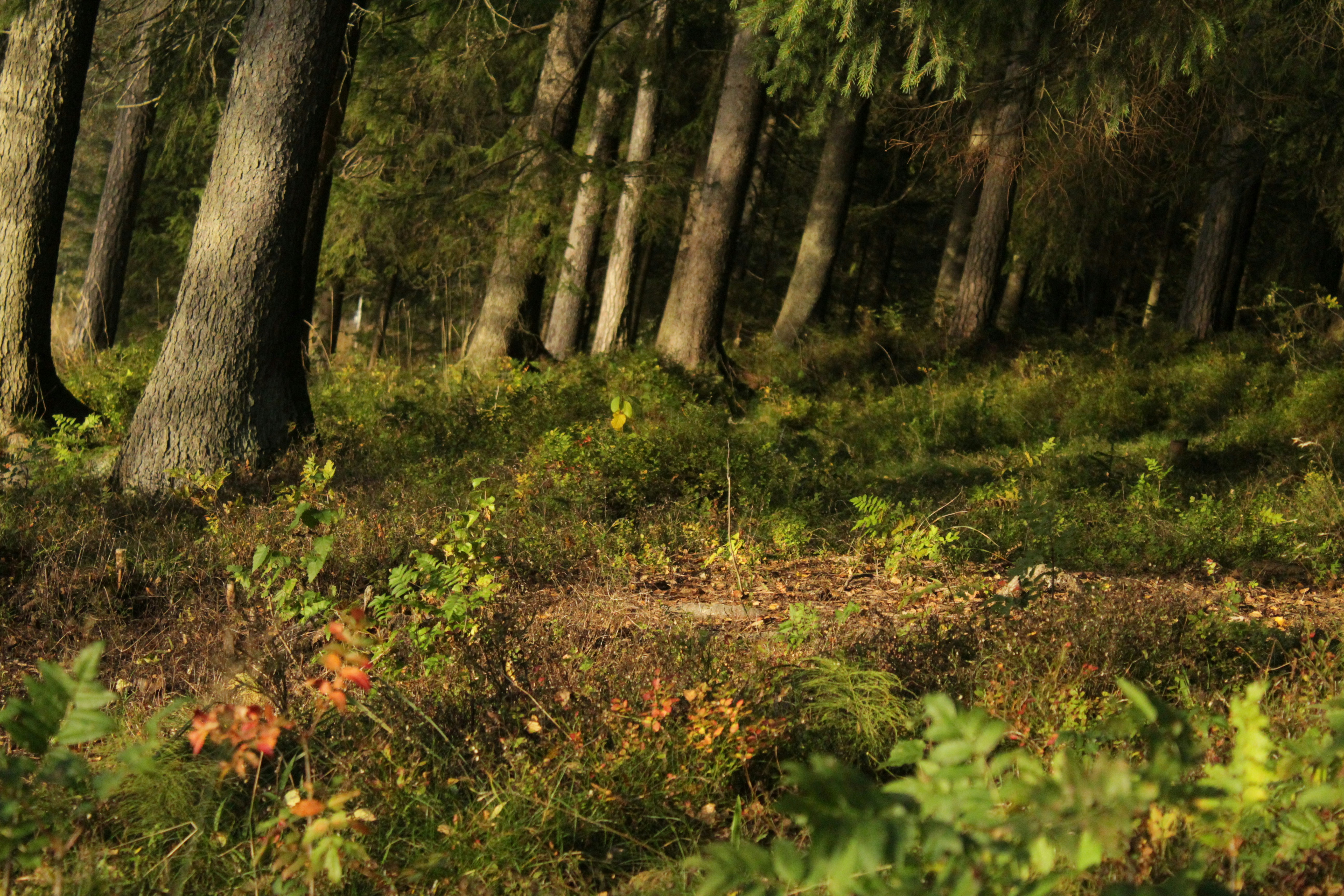 Photo by amirarsalan93