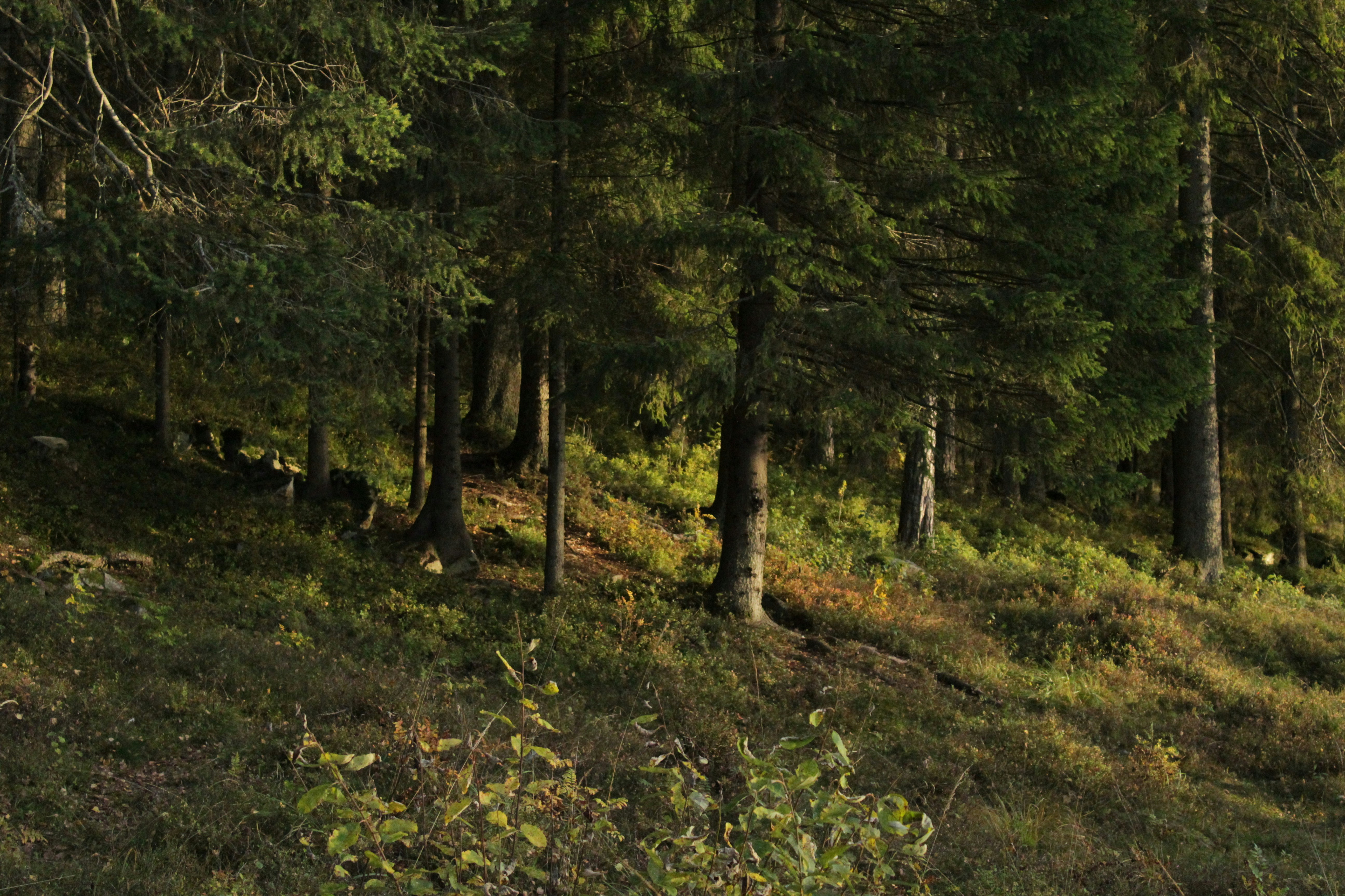 Photo by amirarsalan93