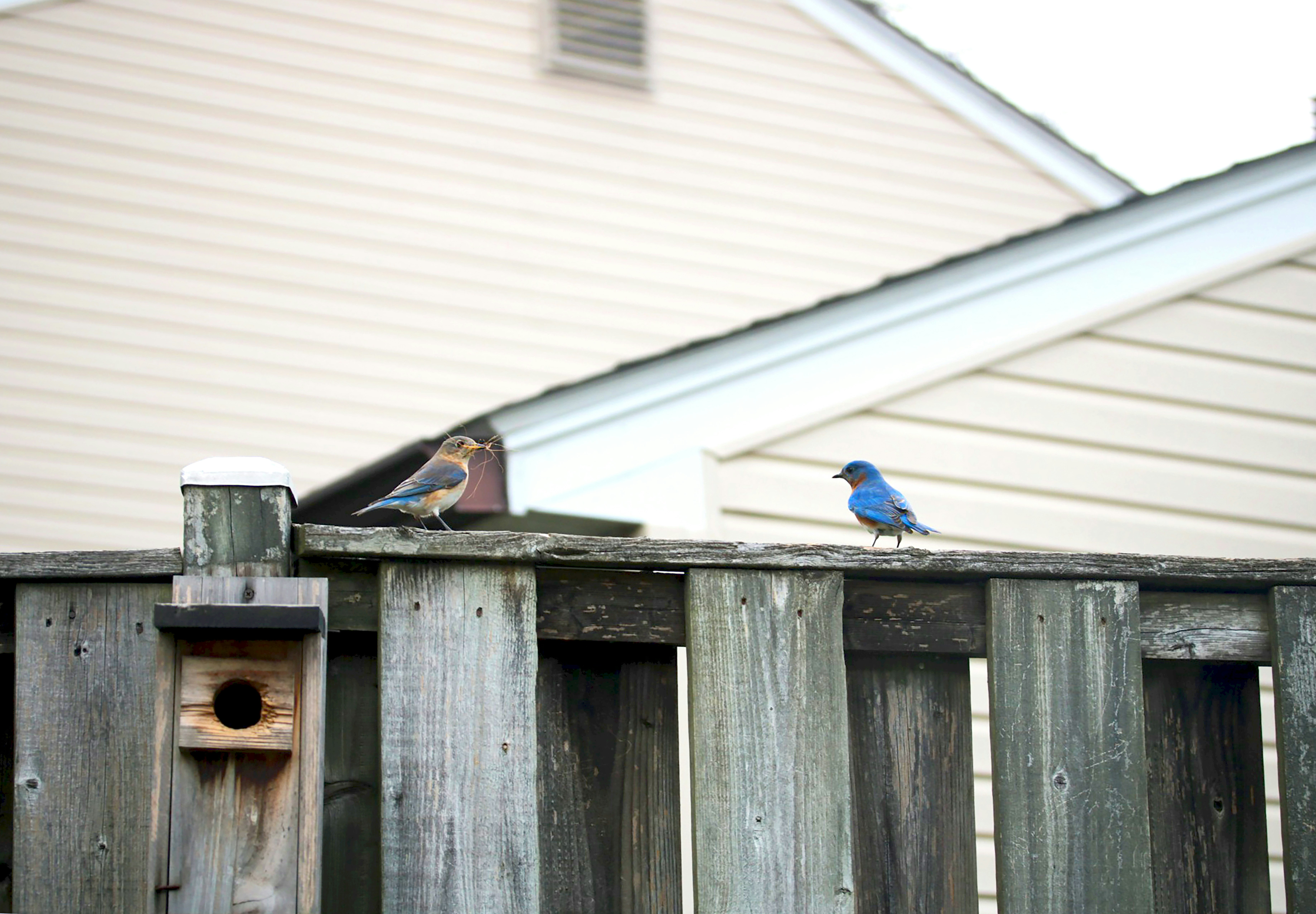 Two bluebirds perch on a wooden fence.
