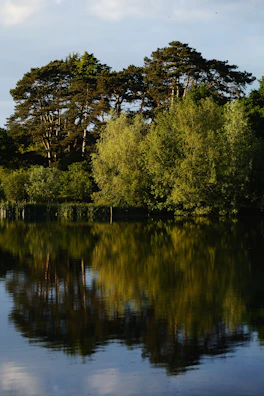 Trees reflect beautifully in the water.