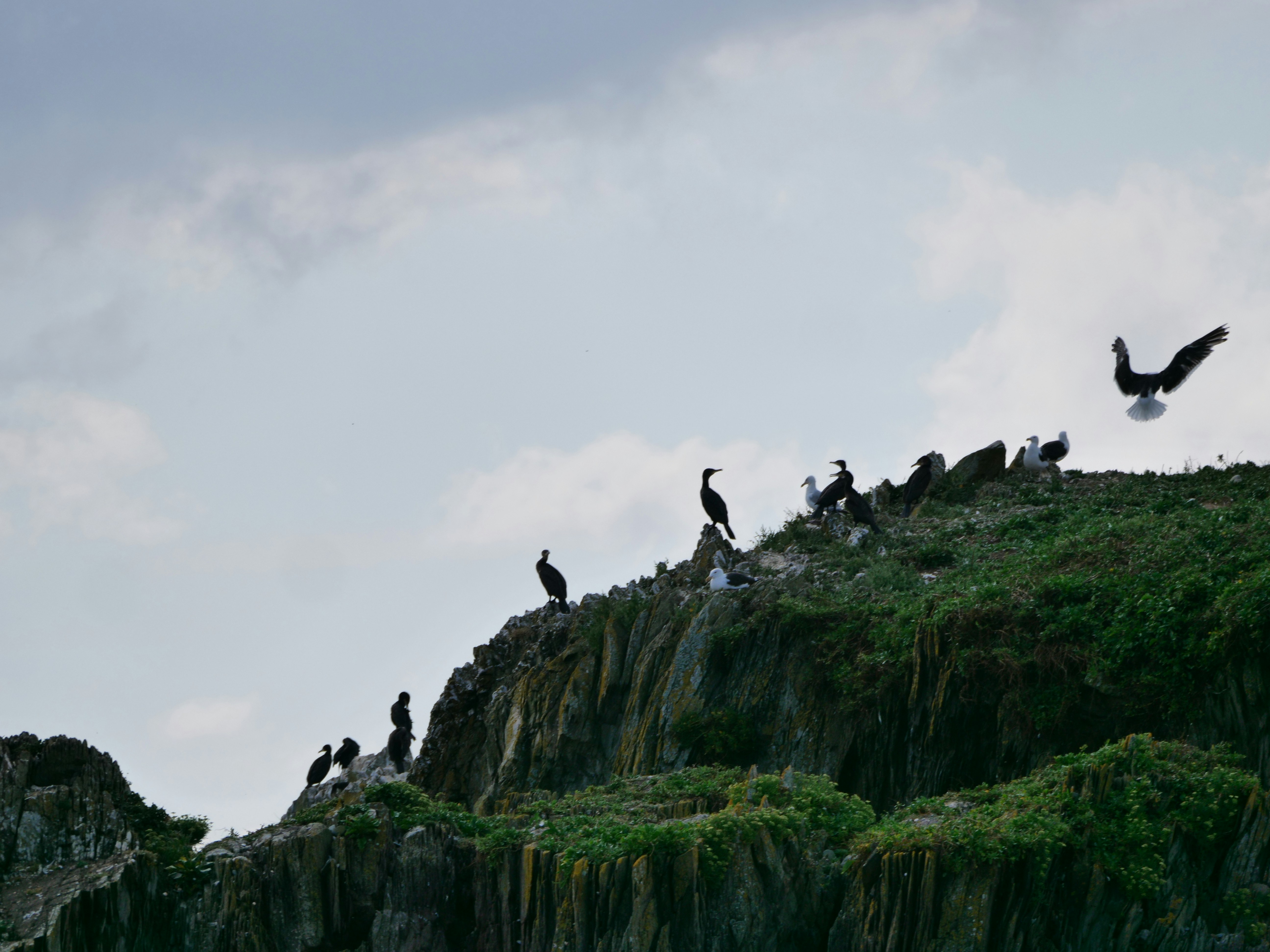 Birds perch on a cliffside under a cloudy sky.