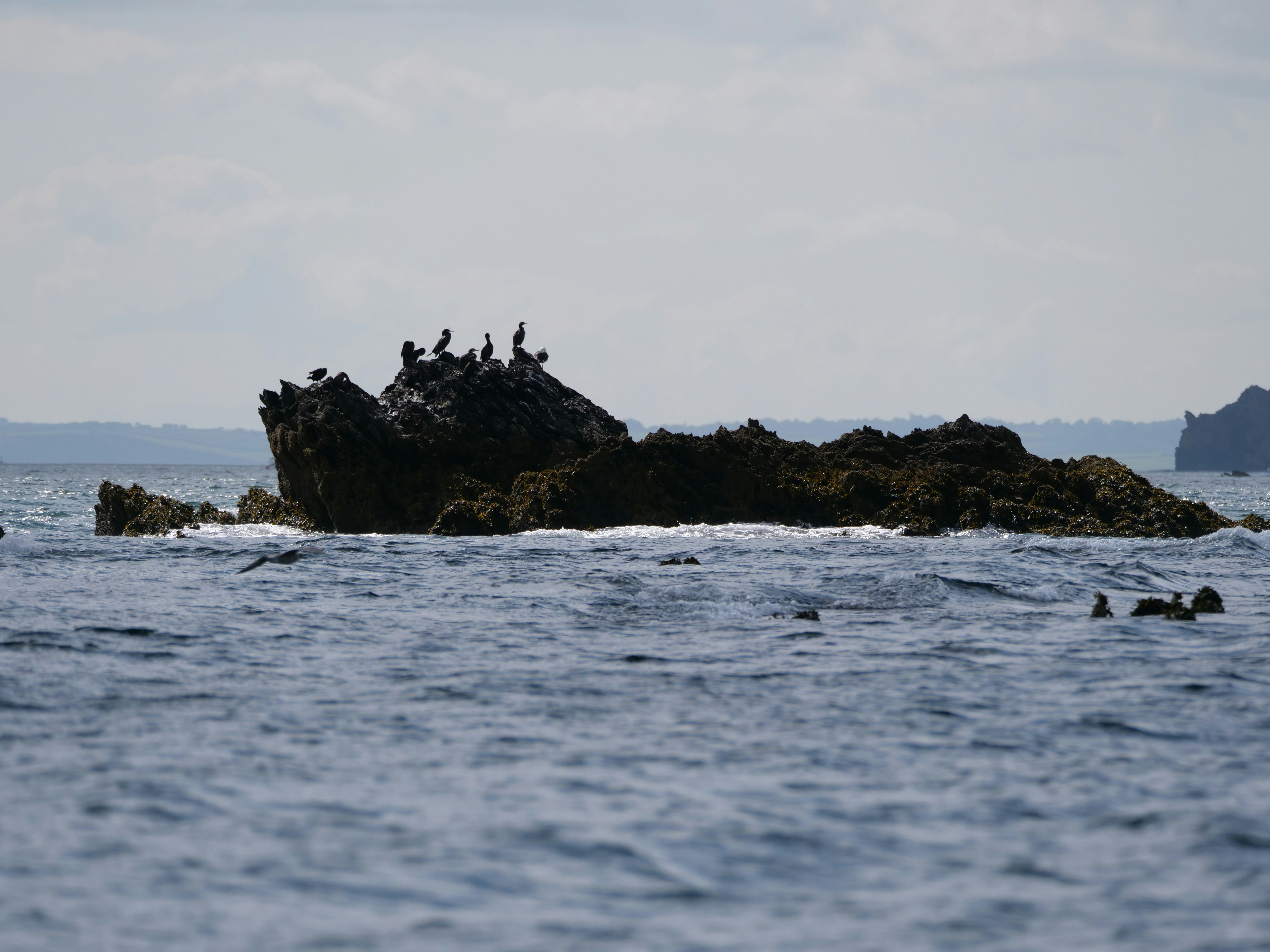 Birds perch on a rocky island in the sea.