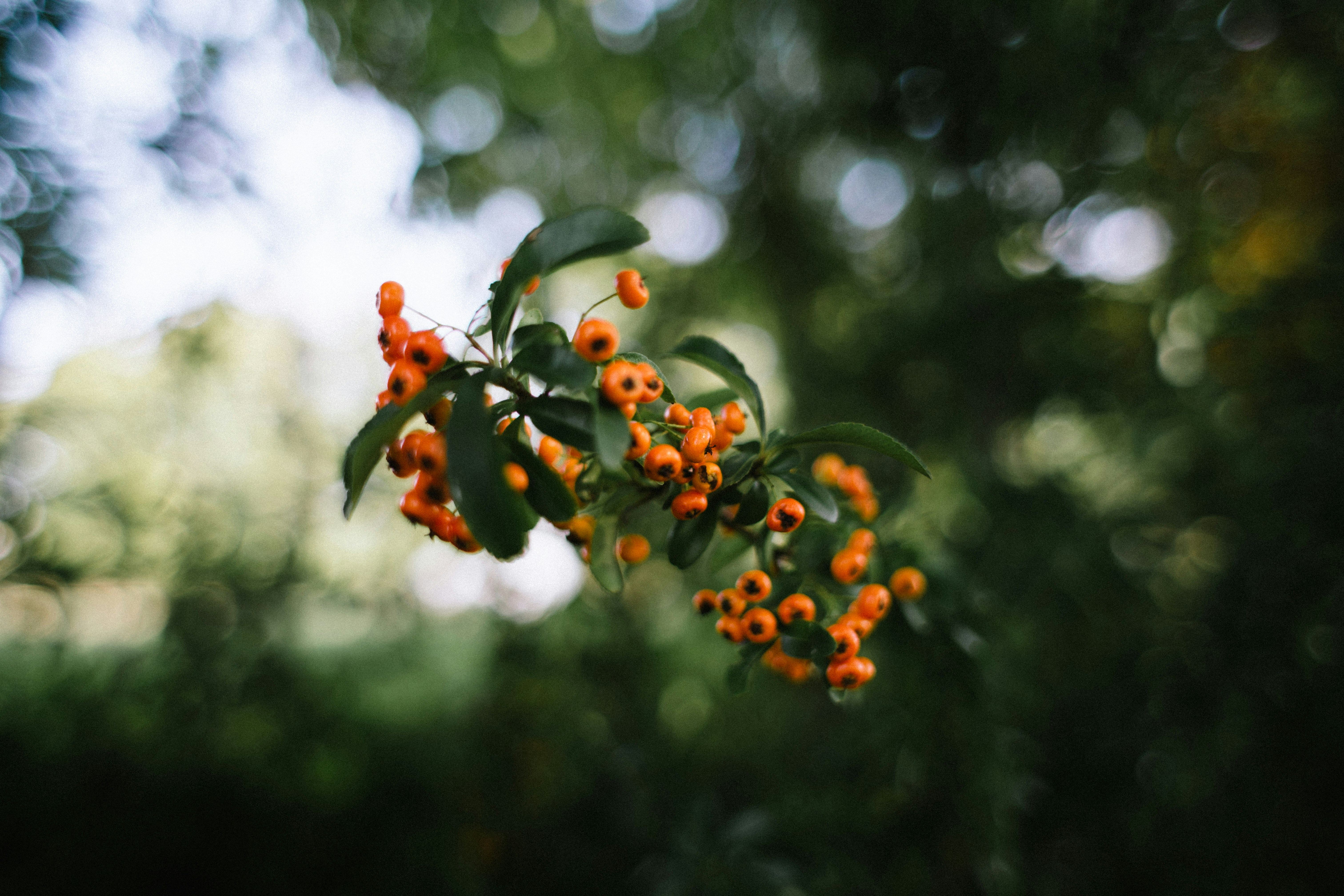 Photo by alexandretopolewski