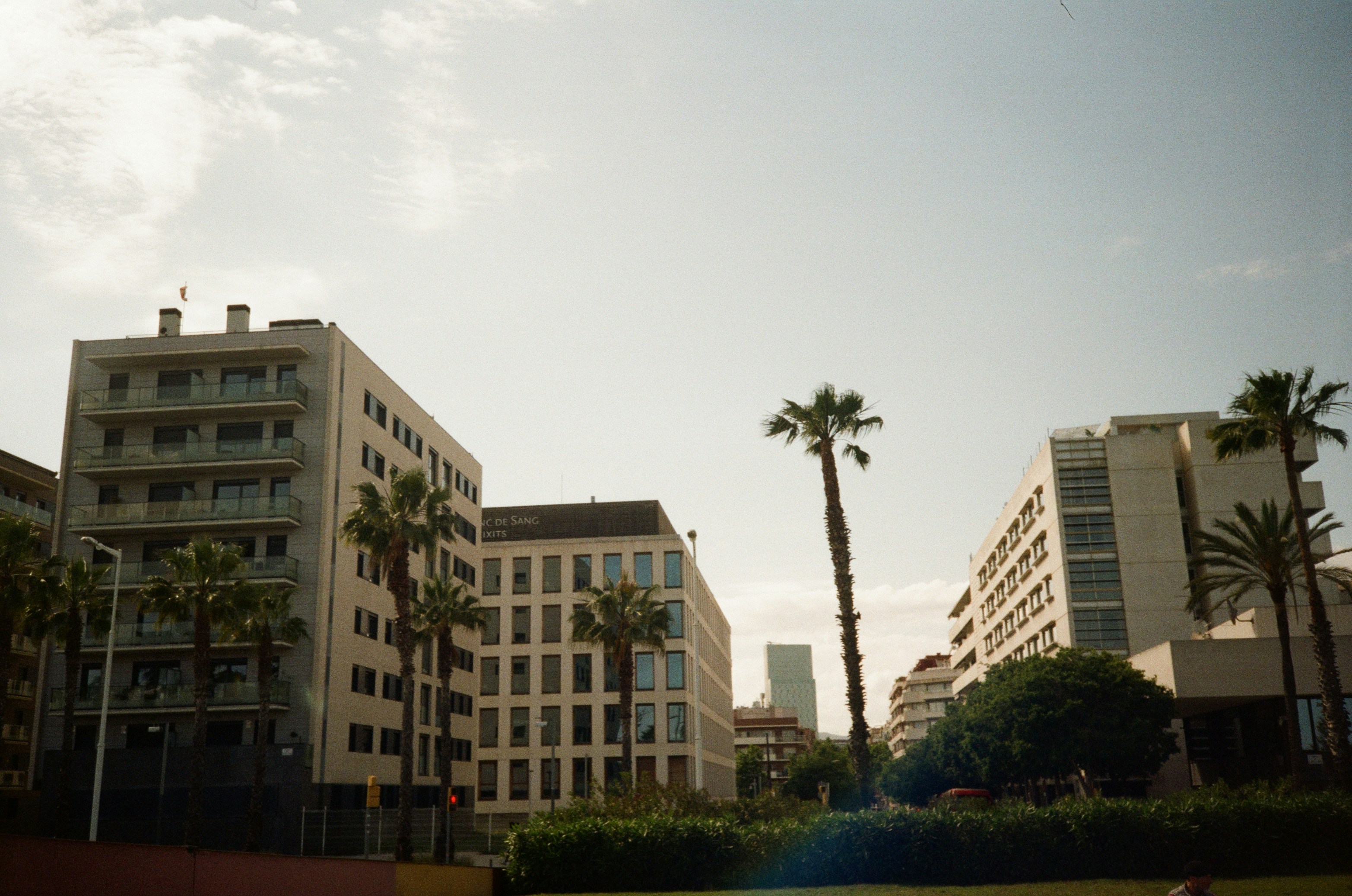 Buildings and palm trees reach towards a clear sky.