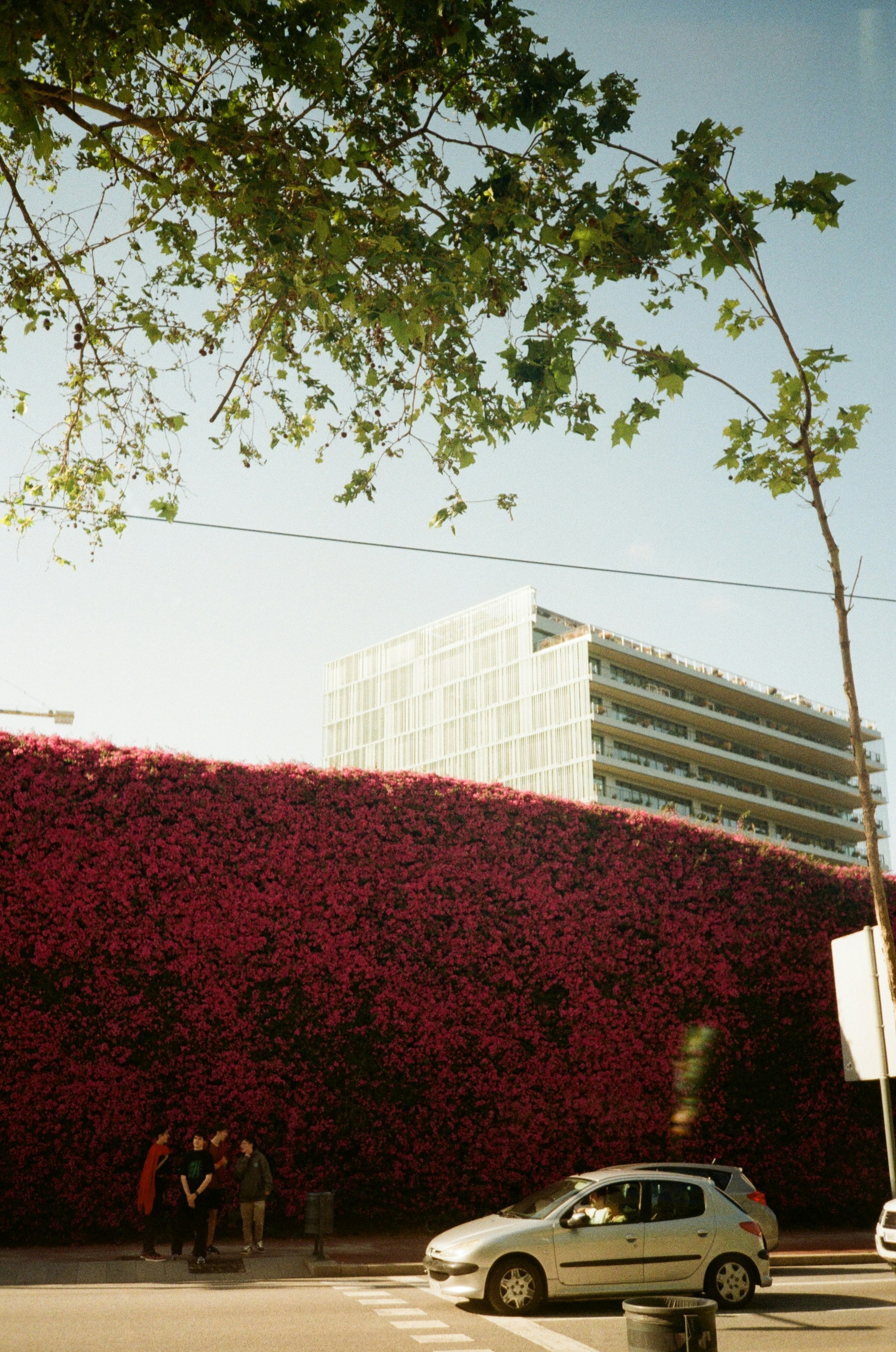 Red flowers adorn a wall, with a building in the background.