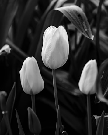 Three tulips bloom in black and white.