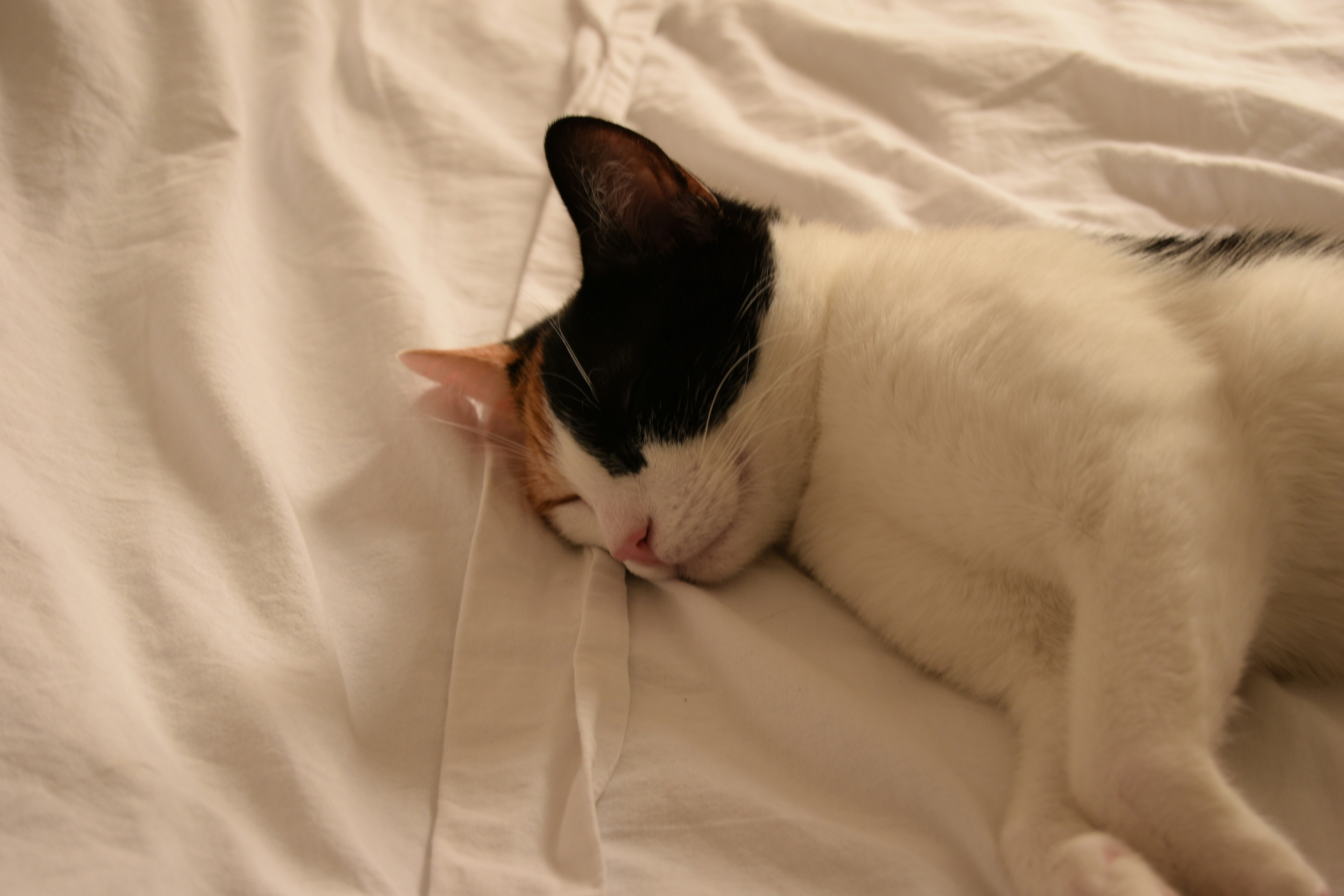 A cat is sleeping peacefully on white sheets.