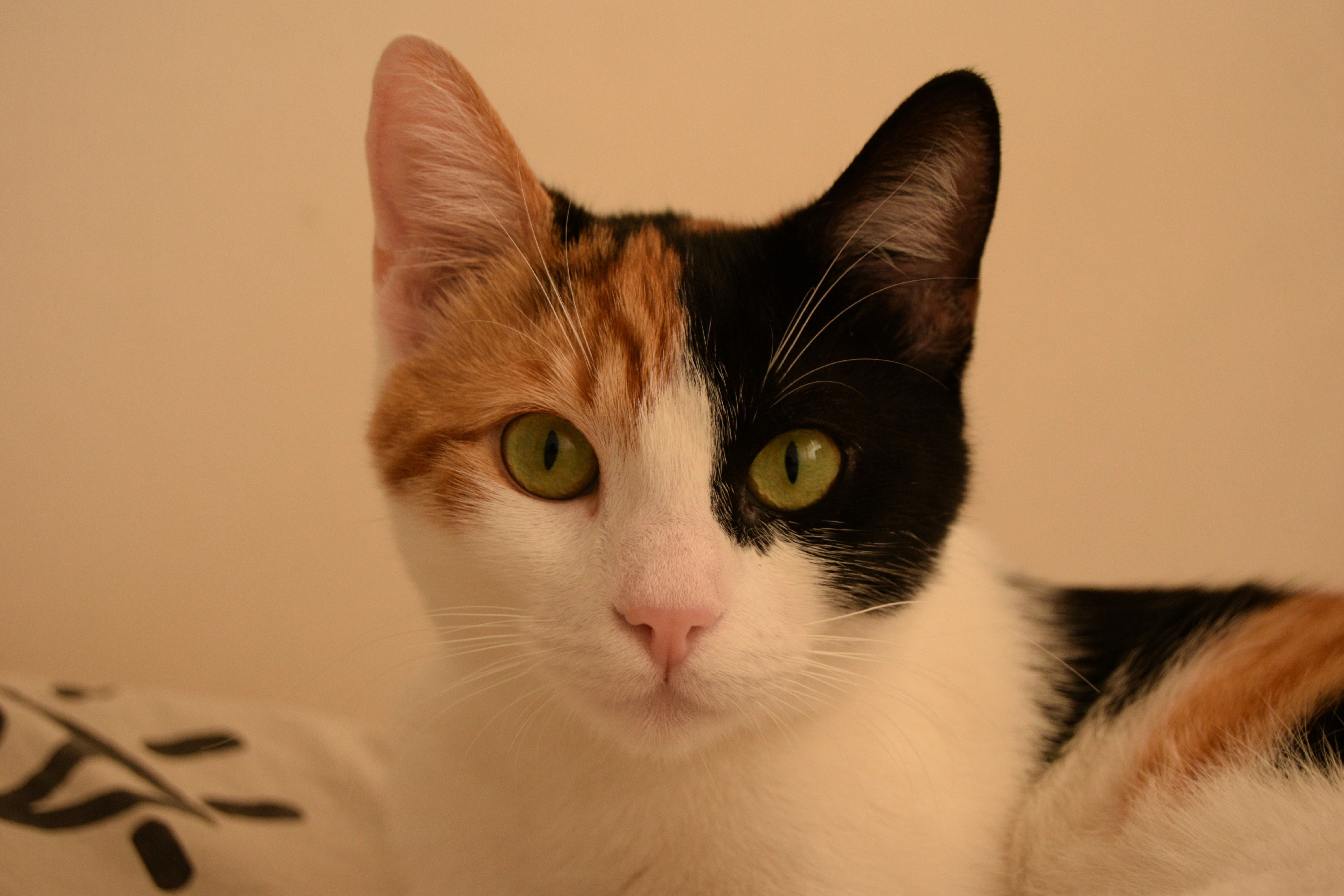 A beautiful calico cat stares at the camera.