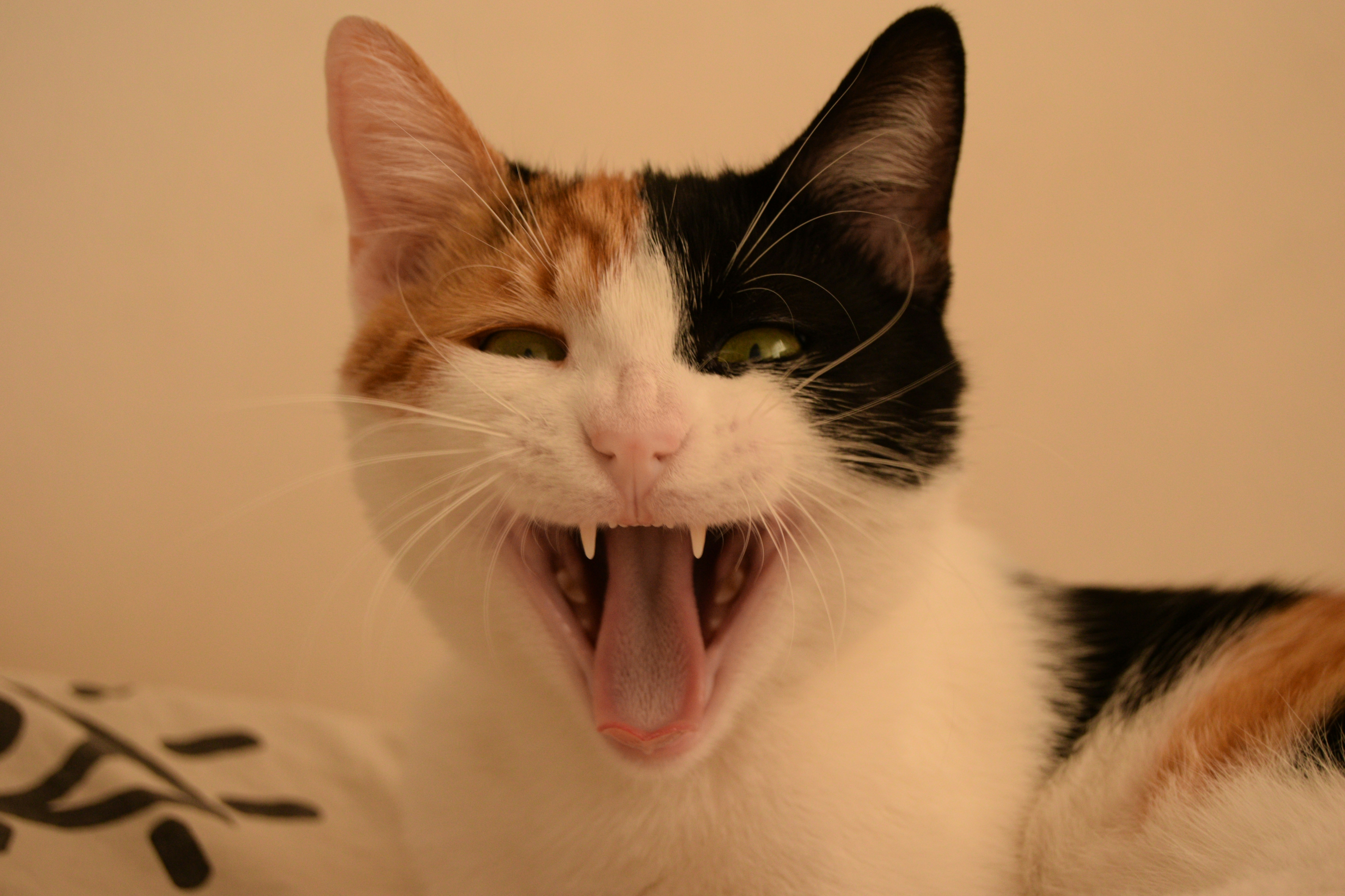 Calico cat yawns with mouth wide open.