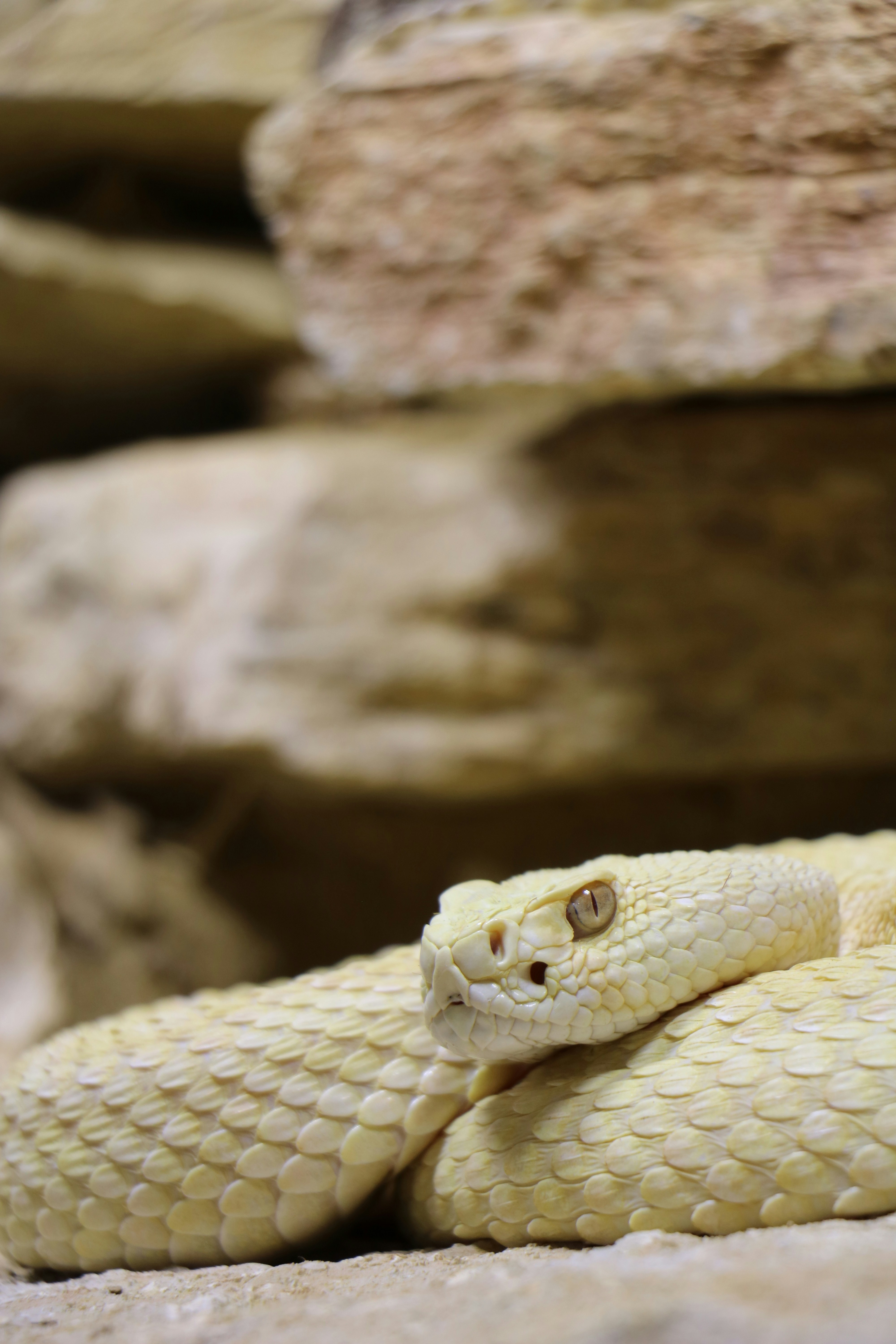 A white snake coiled near rock walls.