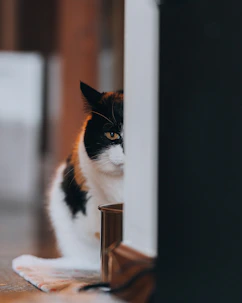 A curious cat peeks from behind.