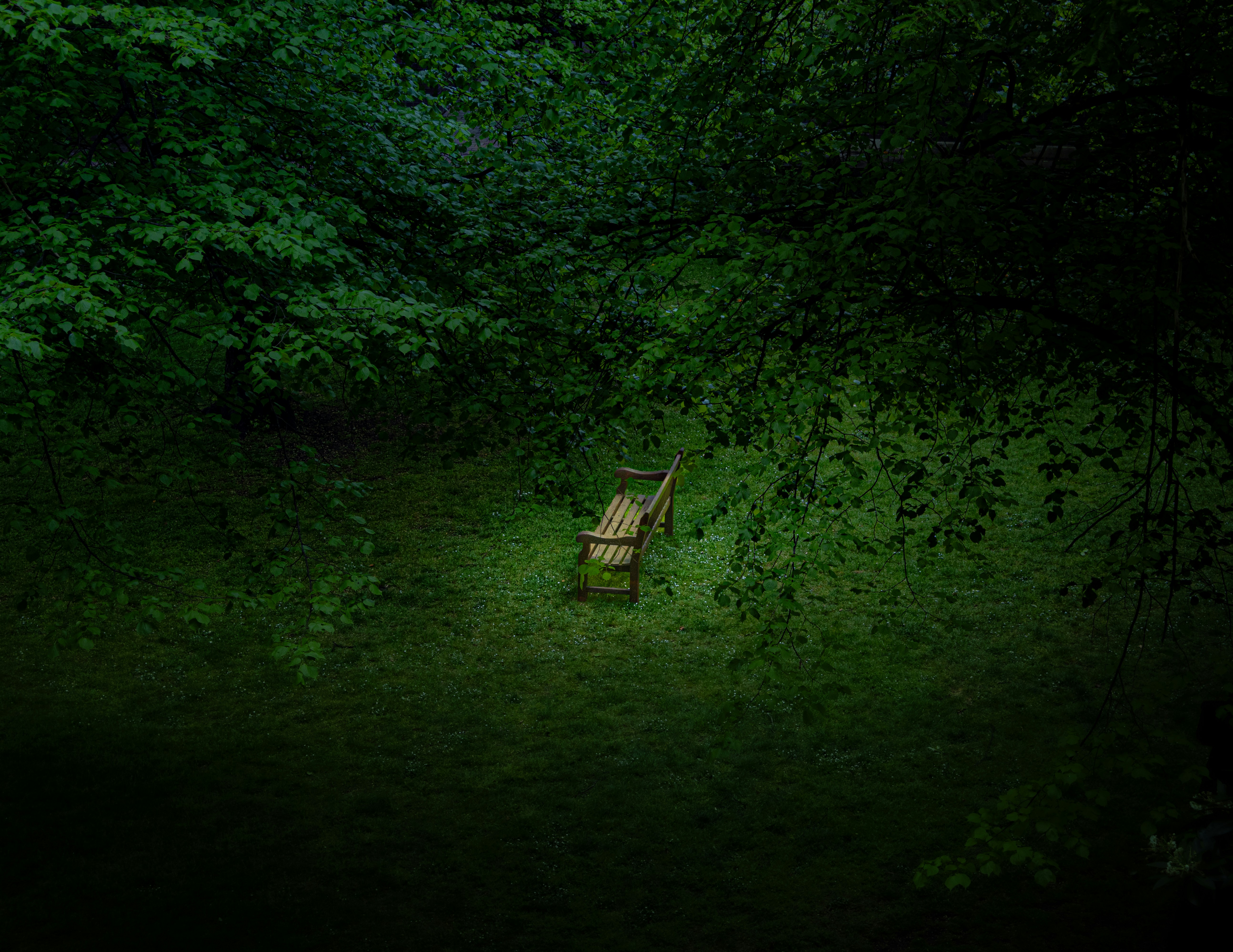 Wooden chair alone in woods