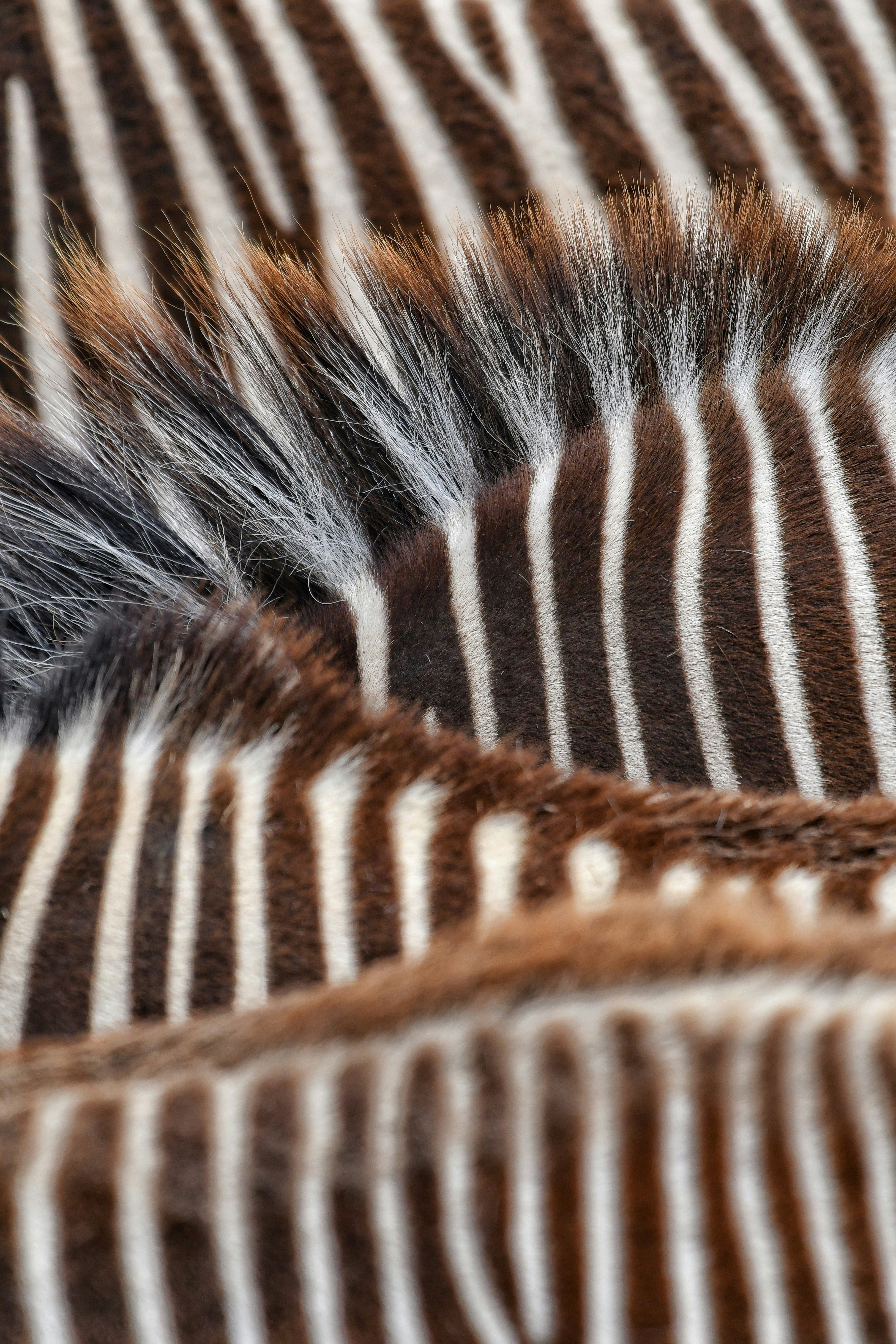 Photo by pedrino5_official