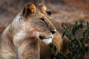 A lioness watches something in the distance.