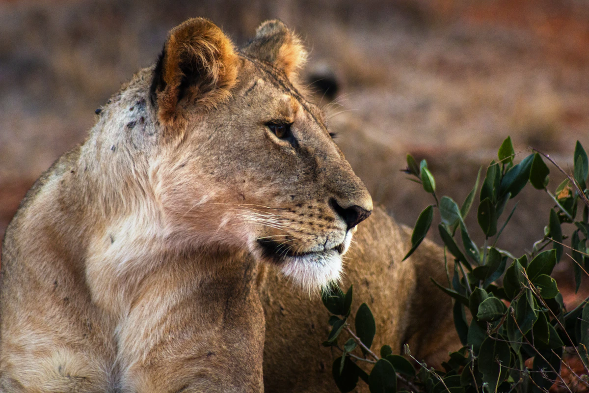 Lioness relaxing in Tsavo East National Park