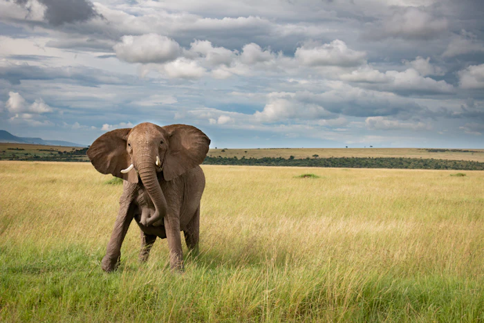 Kenya — Safari & savane