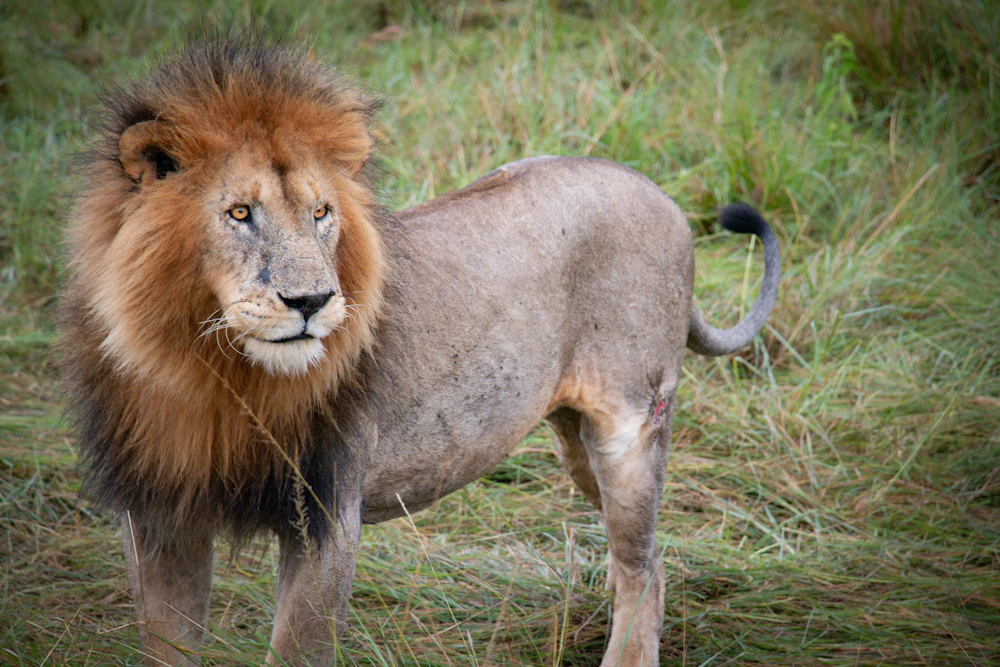 A lion standing proudly in the grass