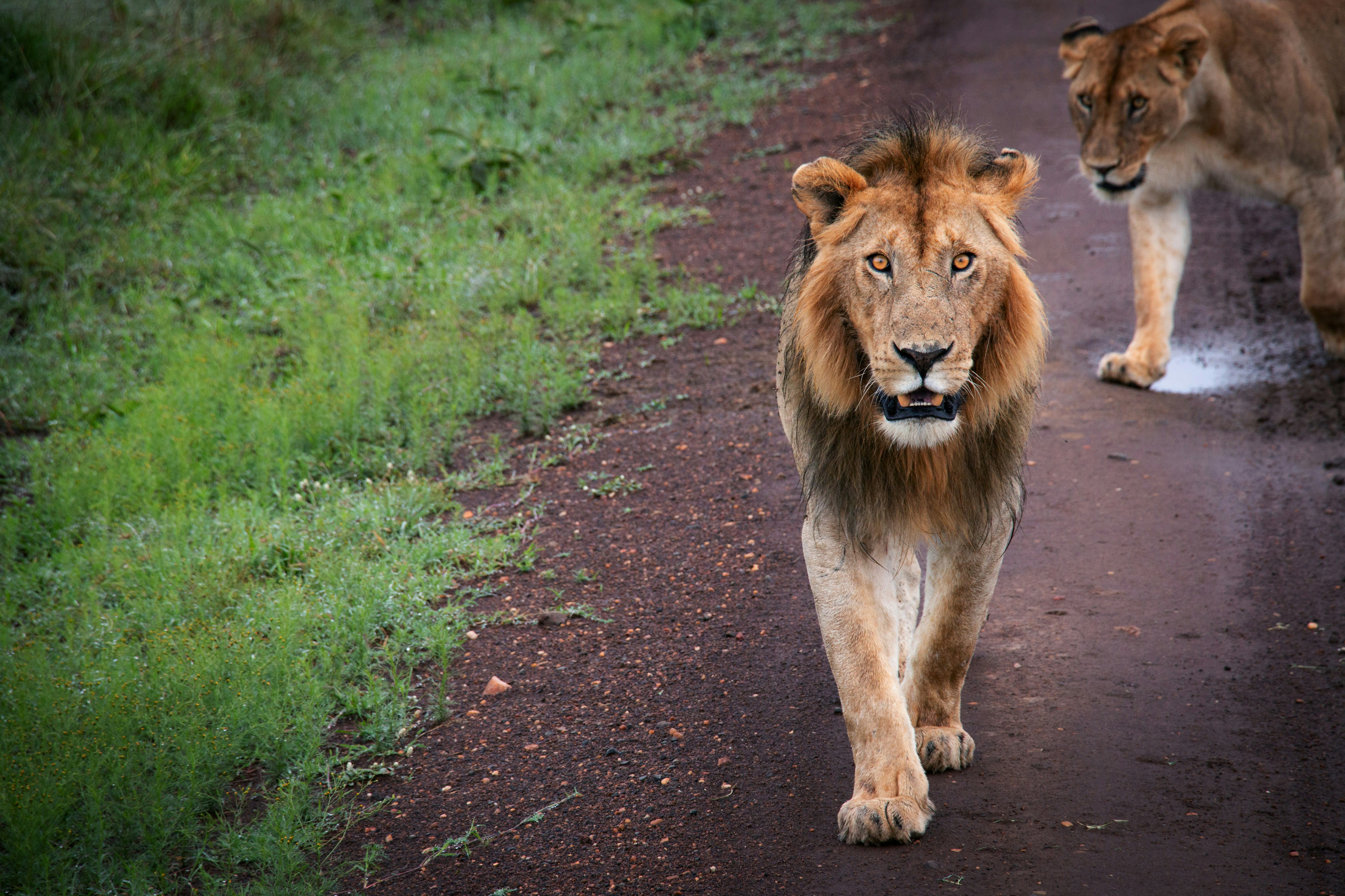 Una leona camina por un camino de tierra. foto – Imagen de León gratuita en  Unsplash, image size:3000x2000