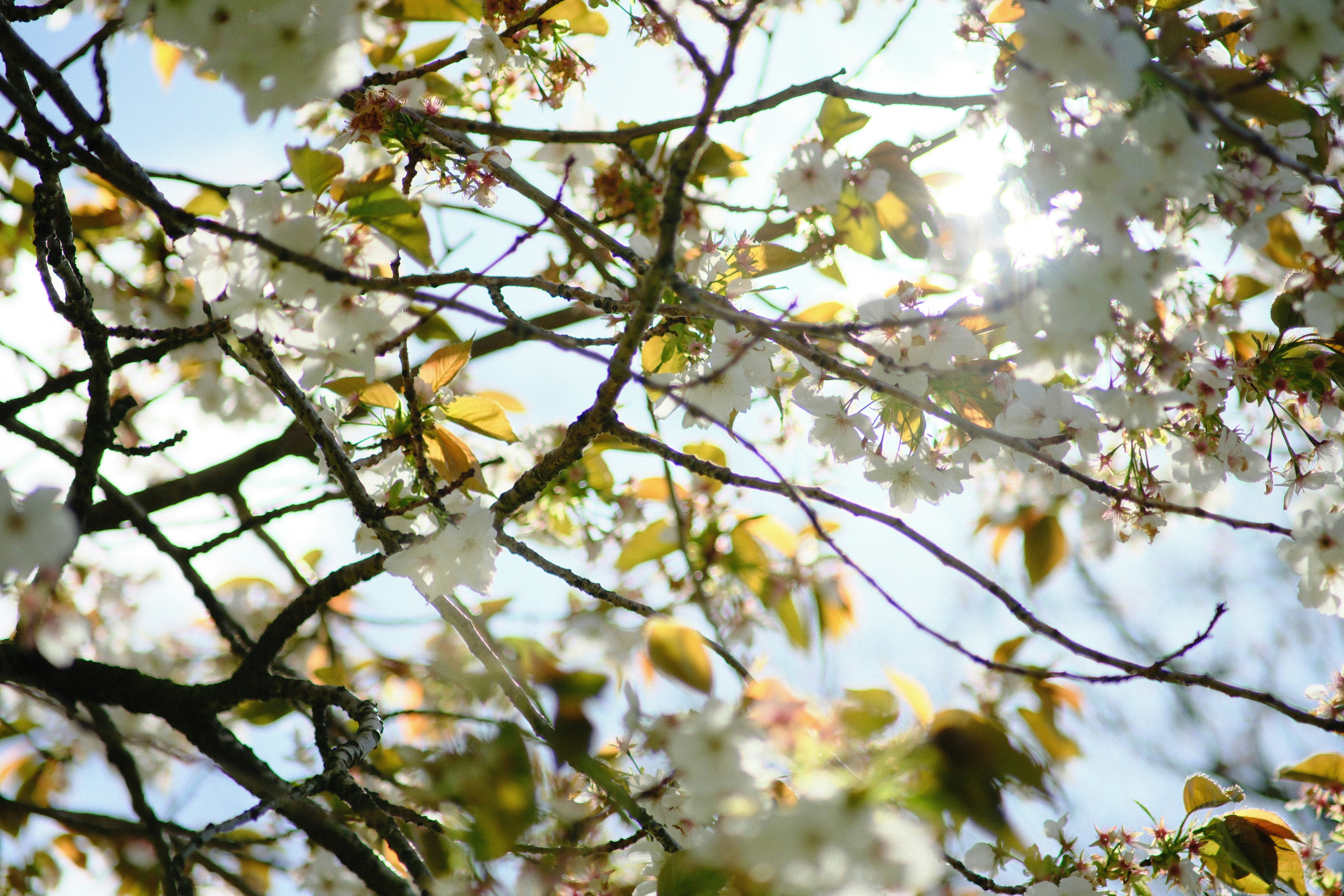 Photo by shahriarrahman