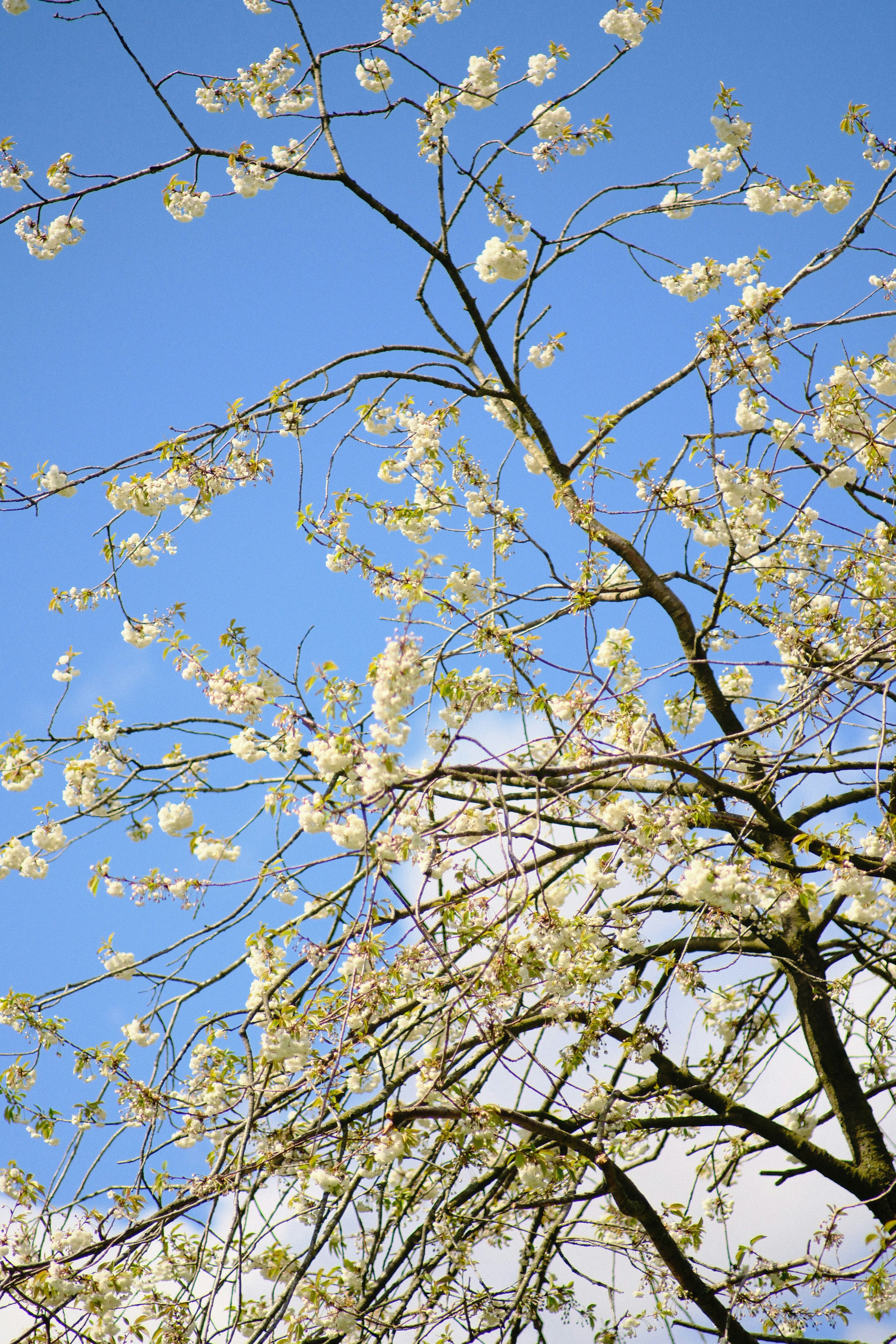 Photo by shahriarrahman