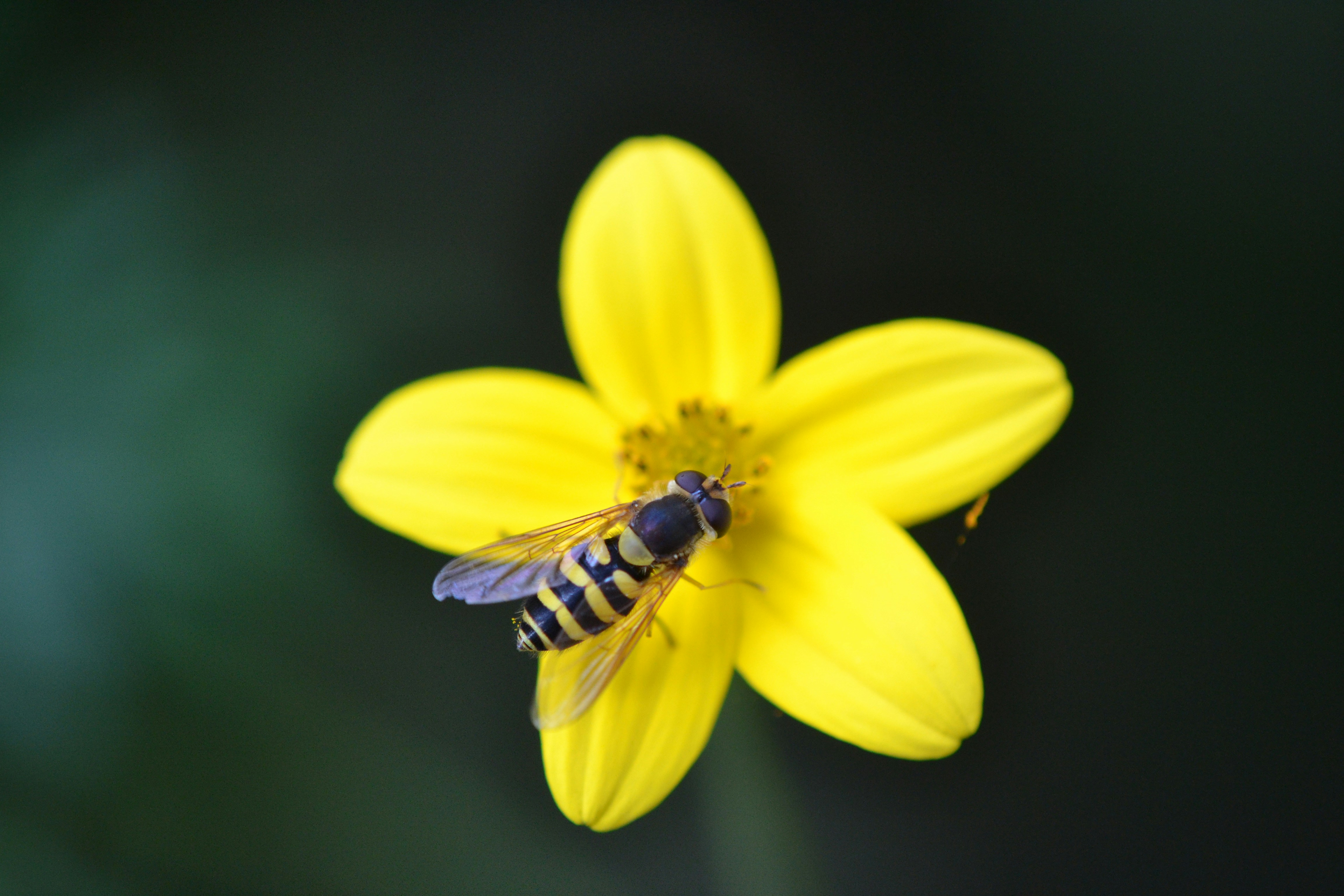 Photo by mrinsect64