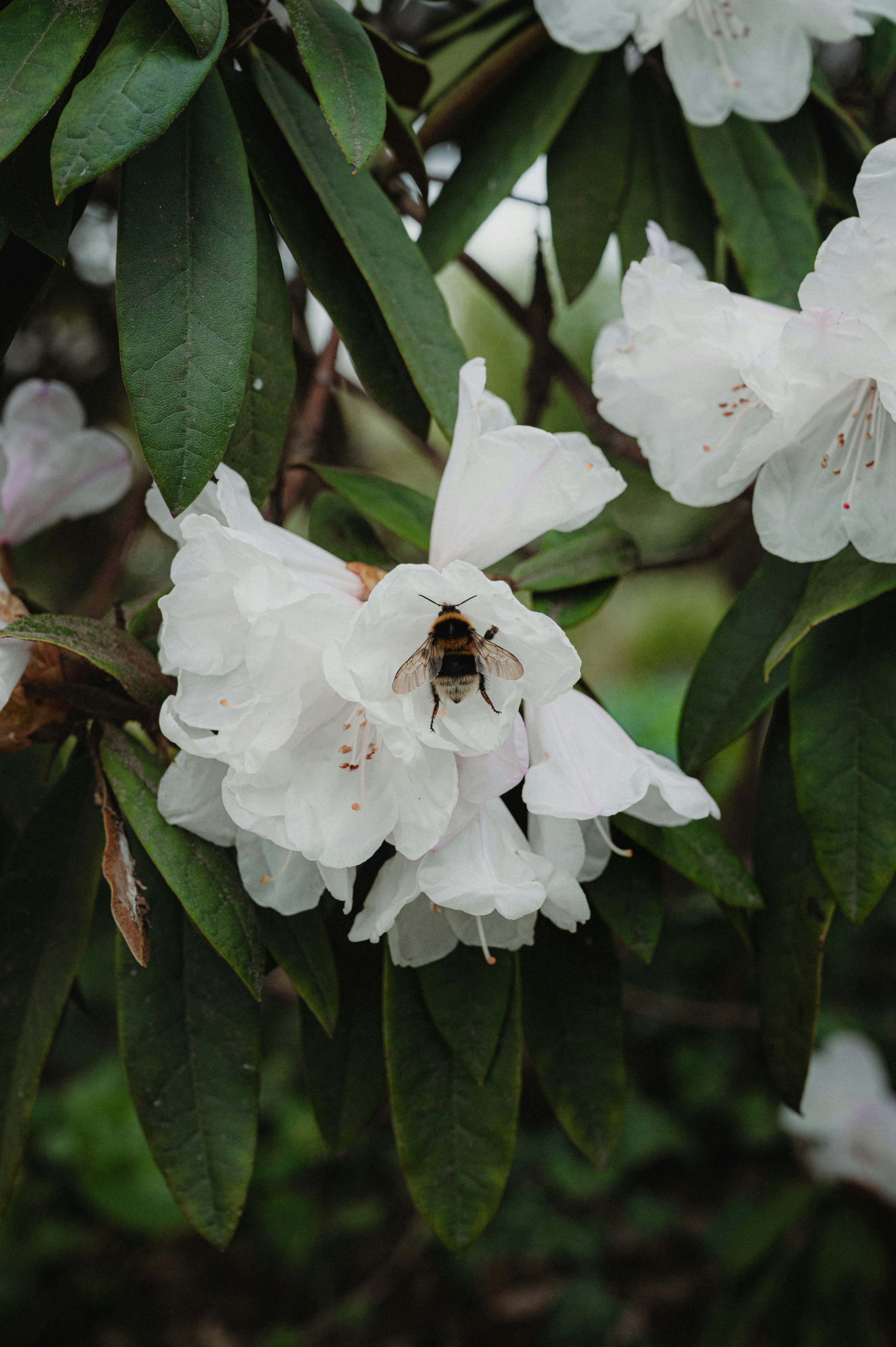 Photo by luca_severin