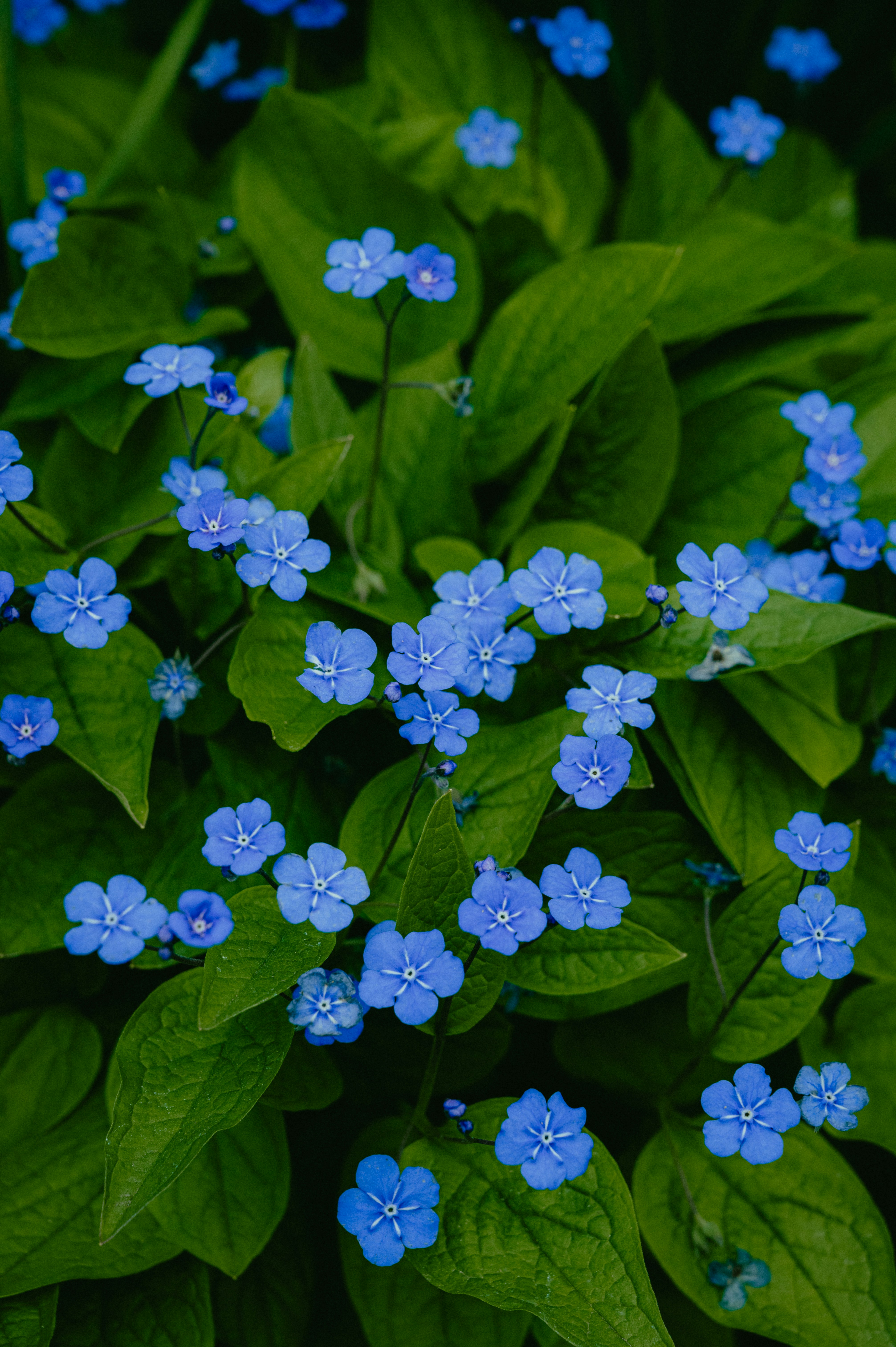 Photo by luca_severin