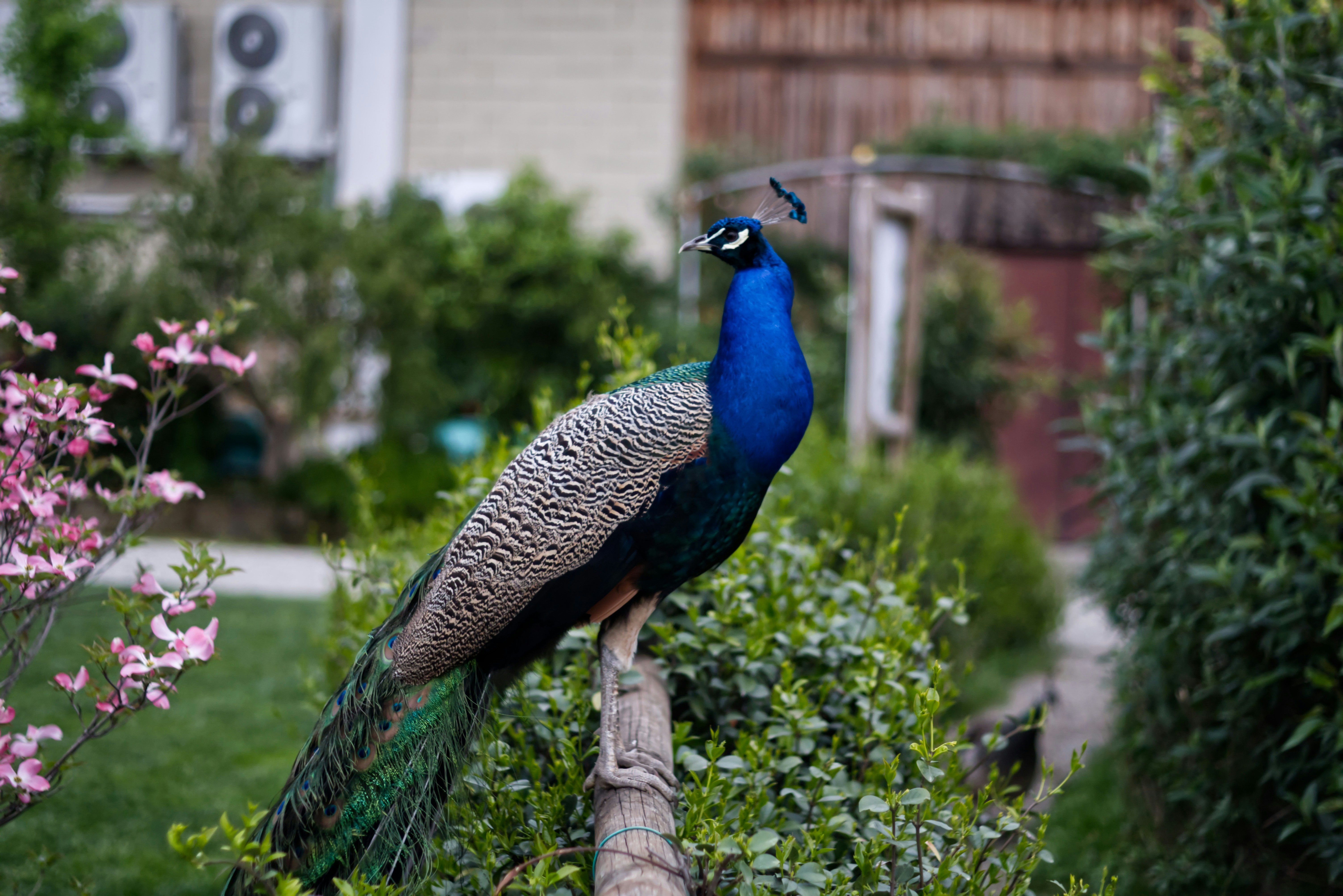 A majestic peacock perches in a beautiful garden.