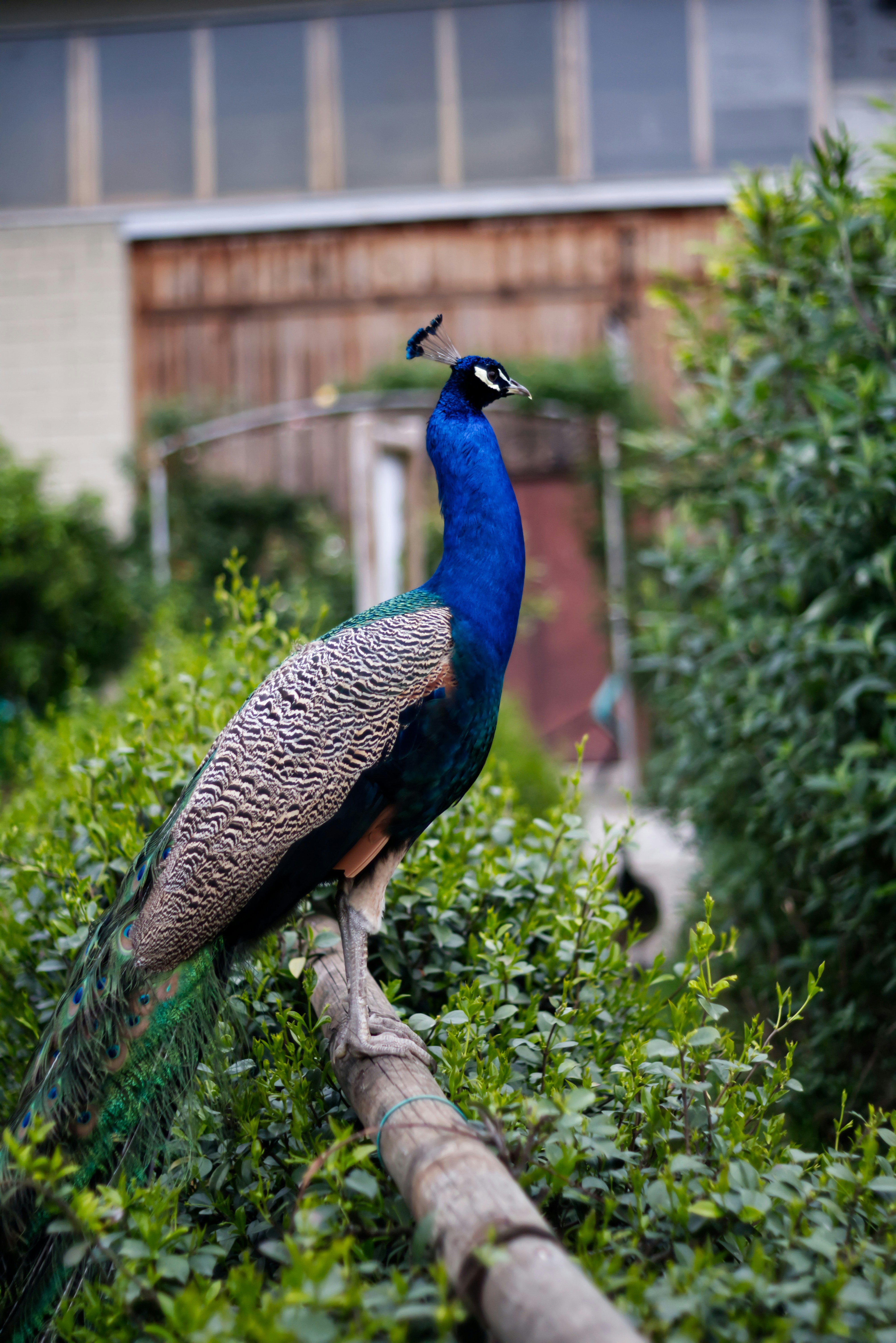 A majestic peacock perches among the greenery.