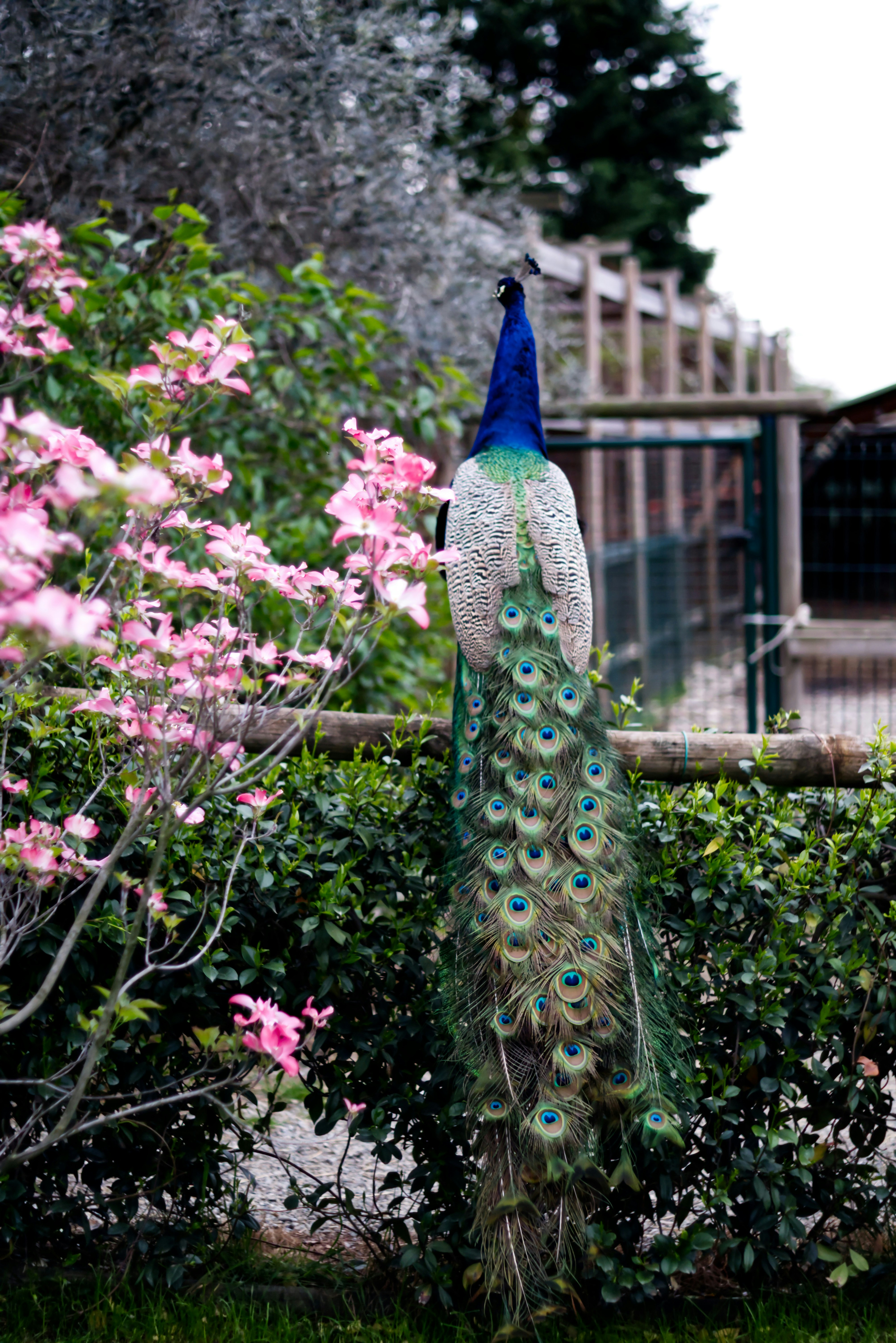 A vibrant peacock perches on a wooden fence.